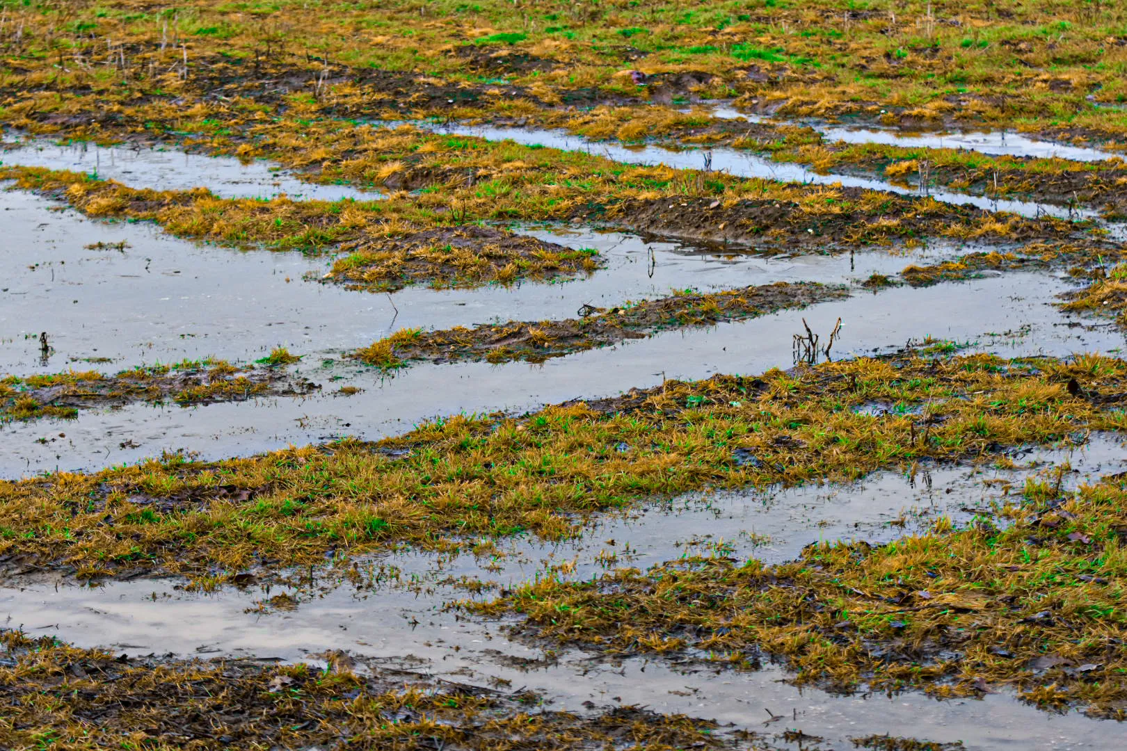 Puddles of Water