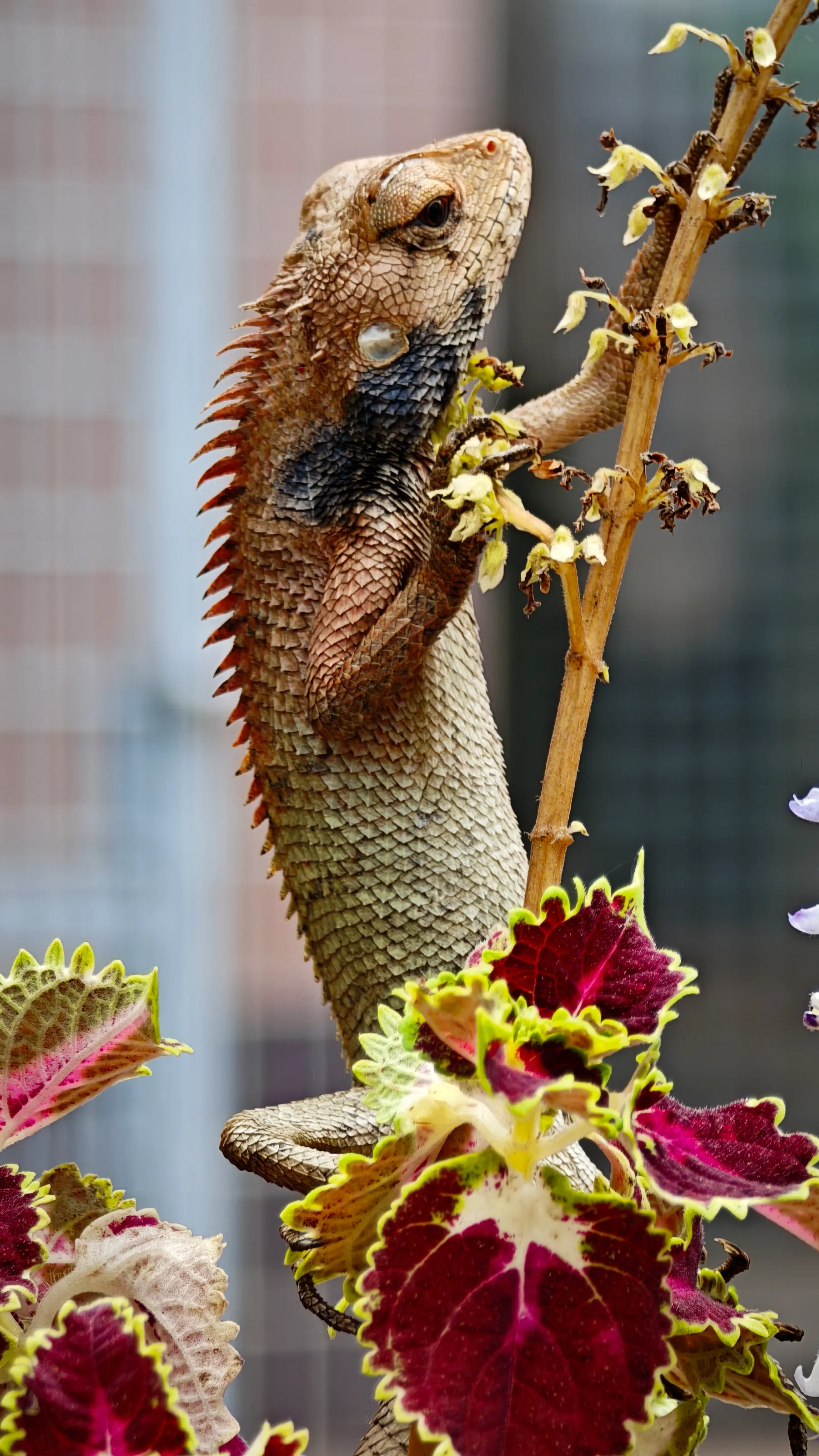 Chameleon Camouflage