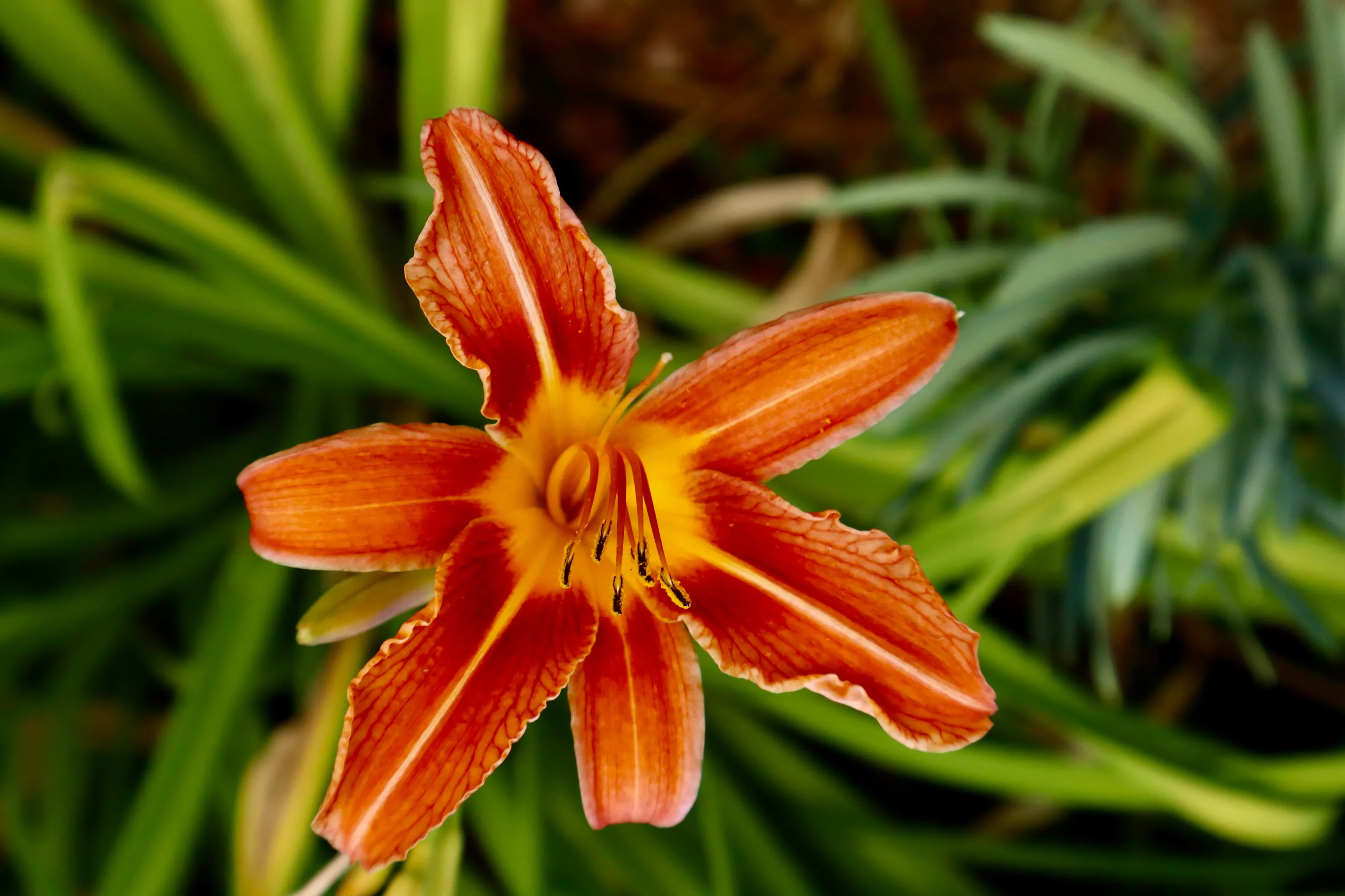 Orange day - Lily