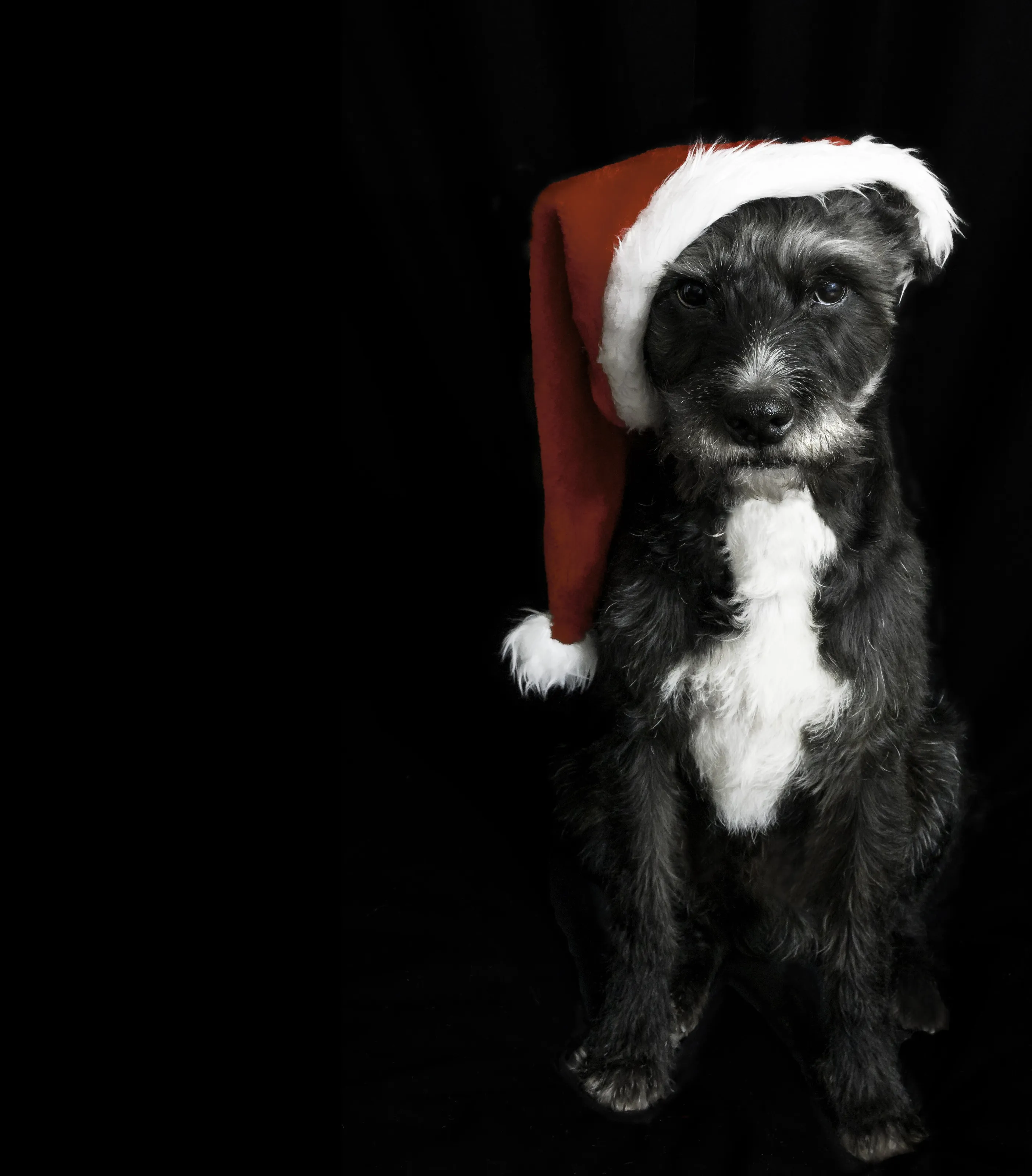 Doggy Santa