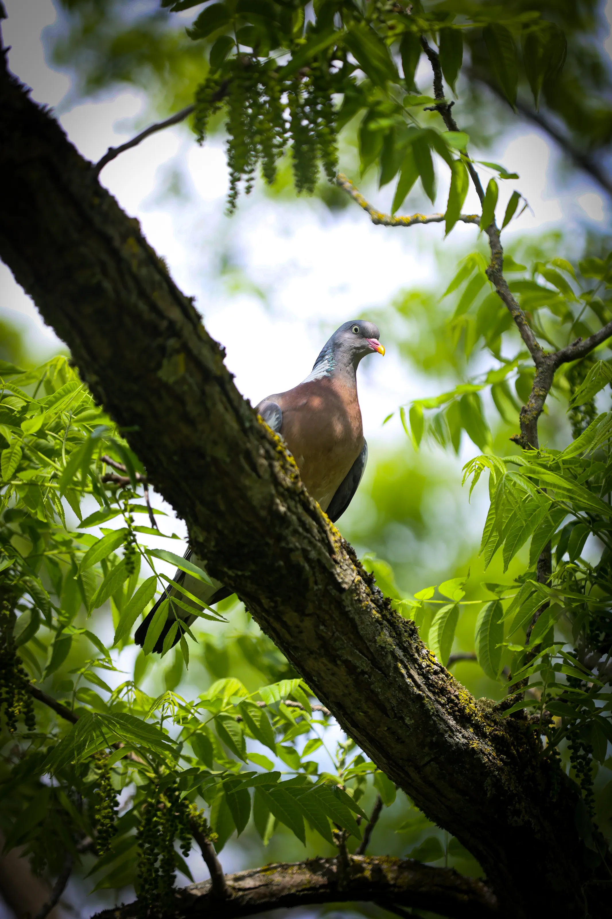 Wings of peace in the branch
