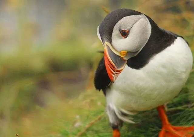 Sea Clown
