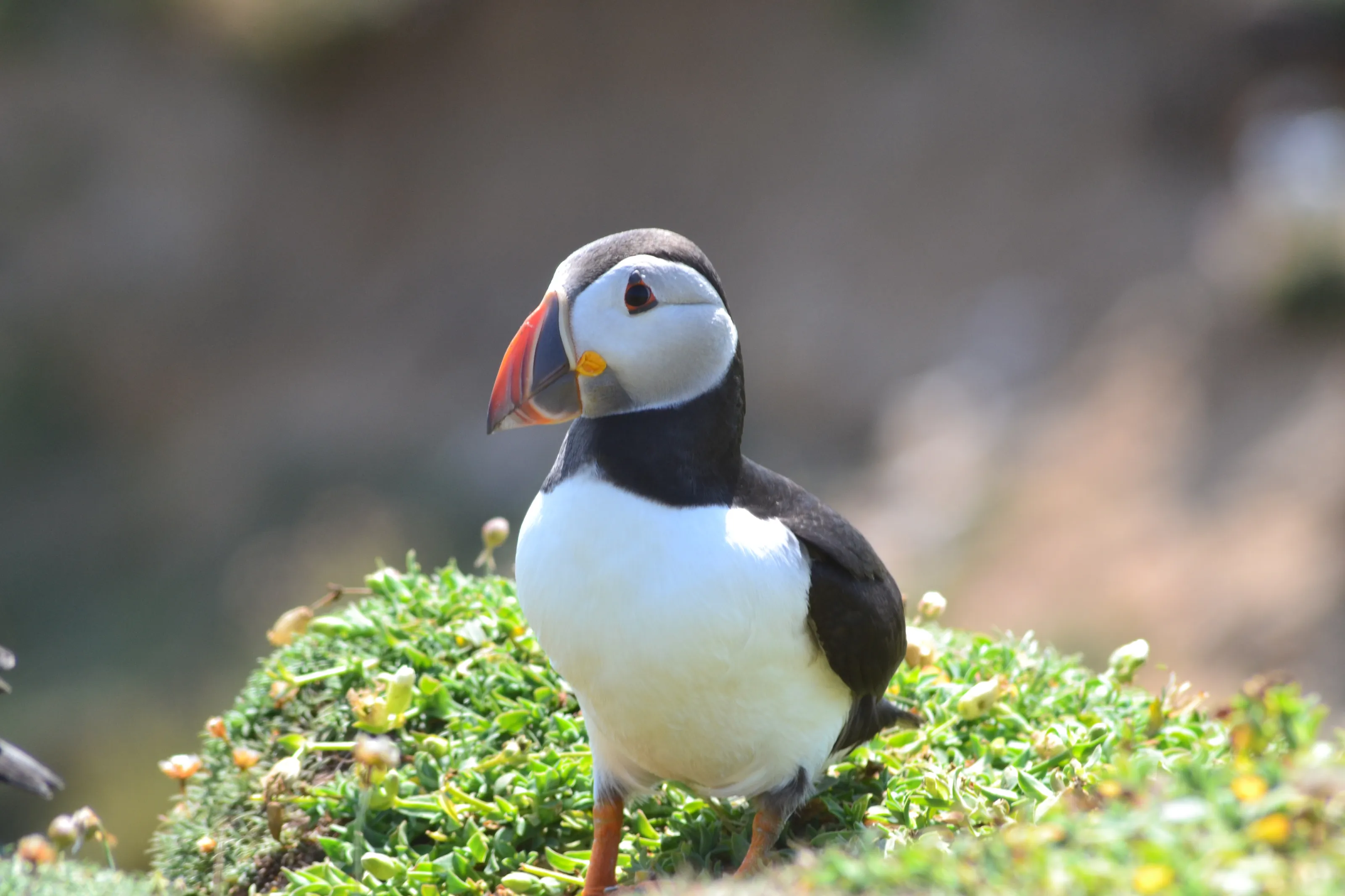 Saltee island puffin