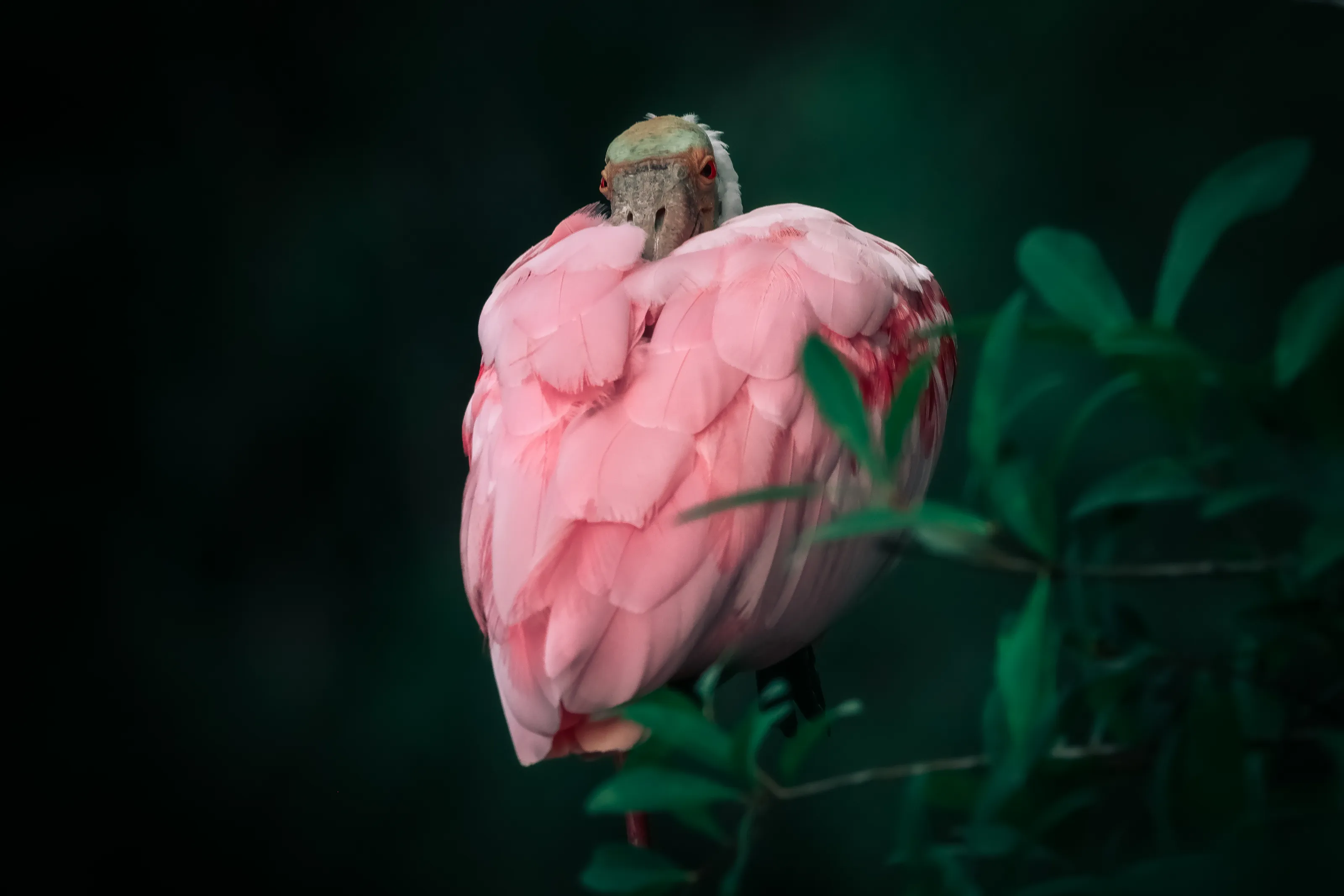 Roseate Spoonbill
