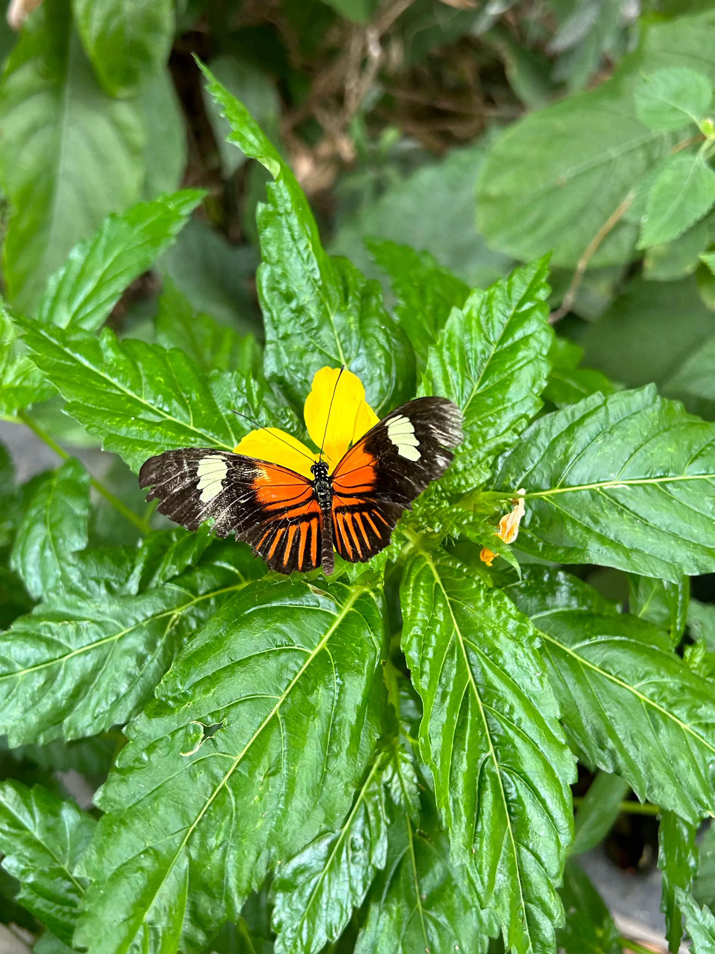 Beautifully tattered little butterfly
