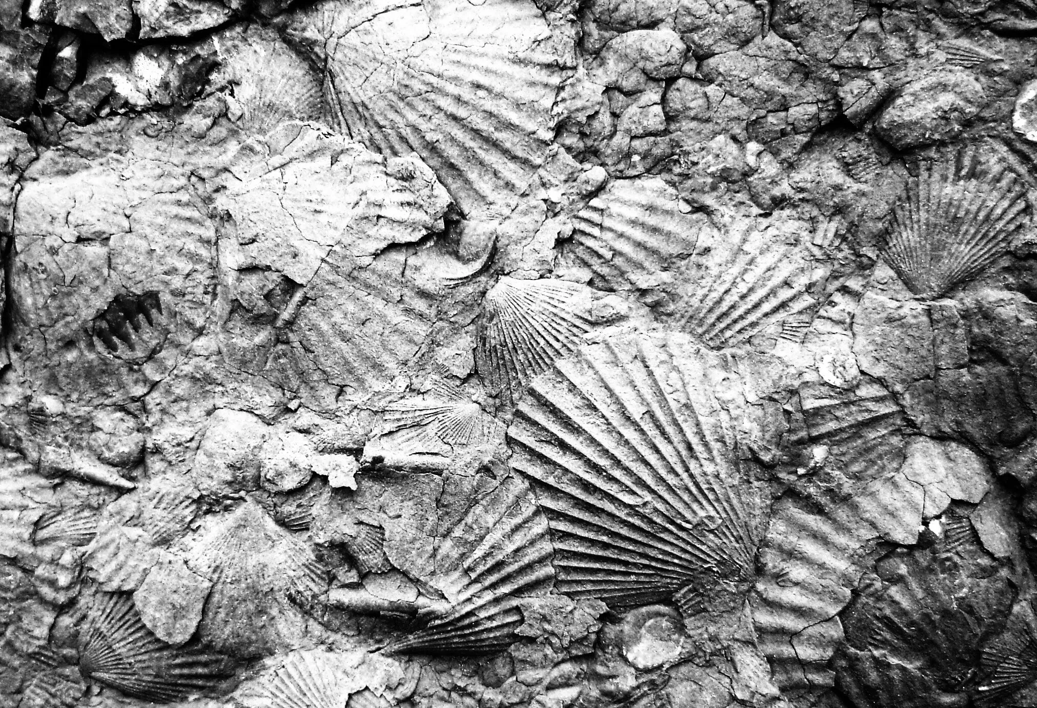 Shells on the beach ?