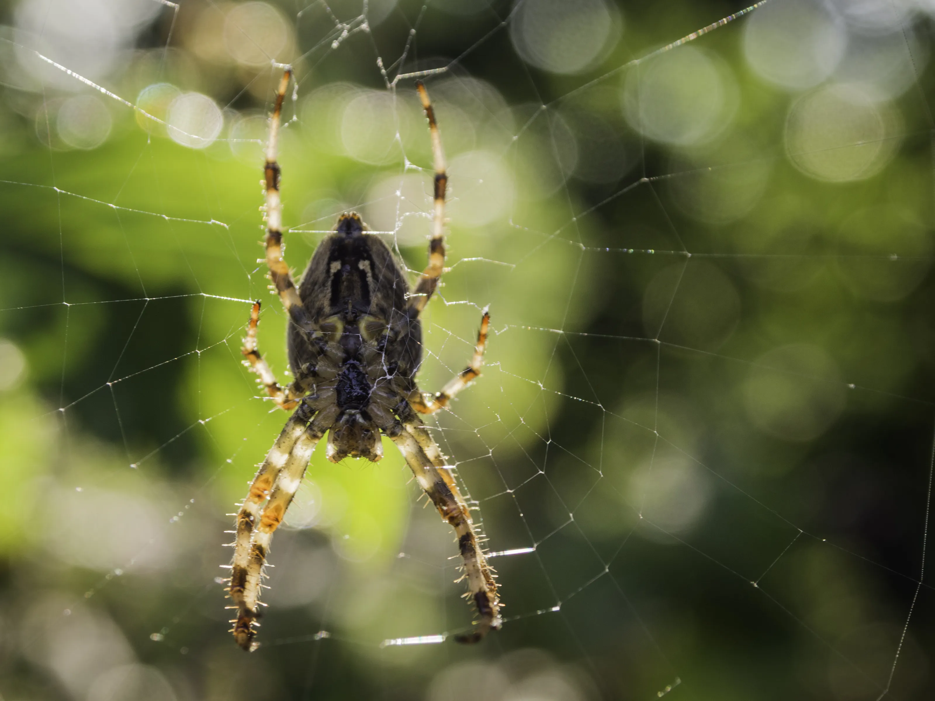Spider