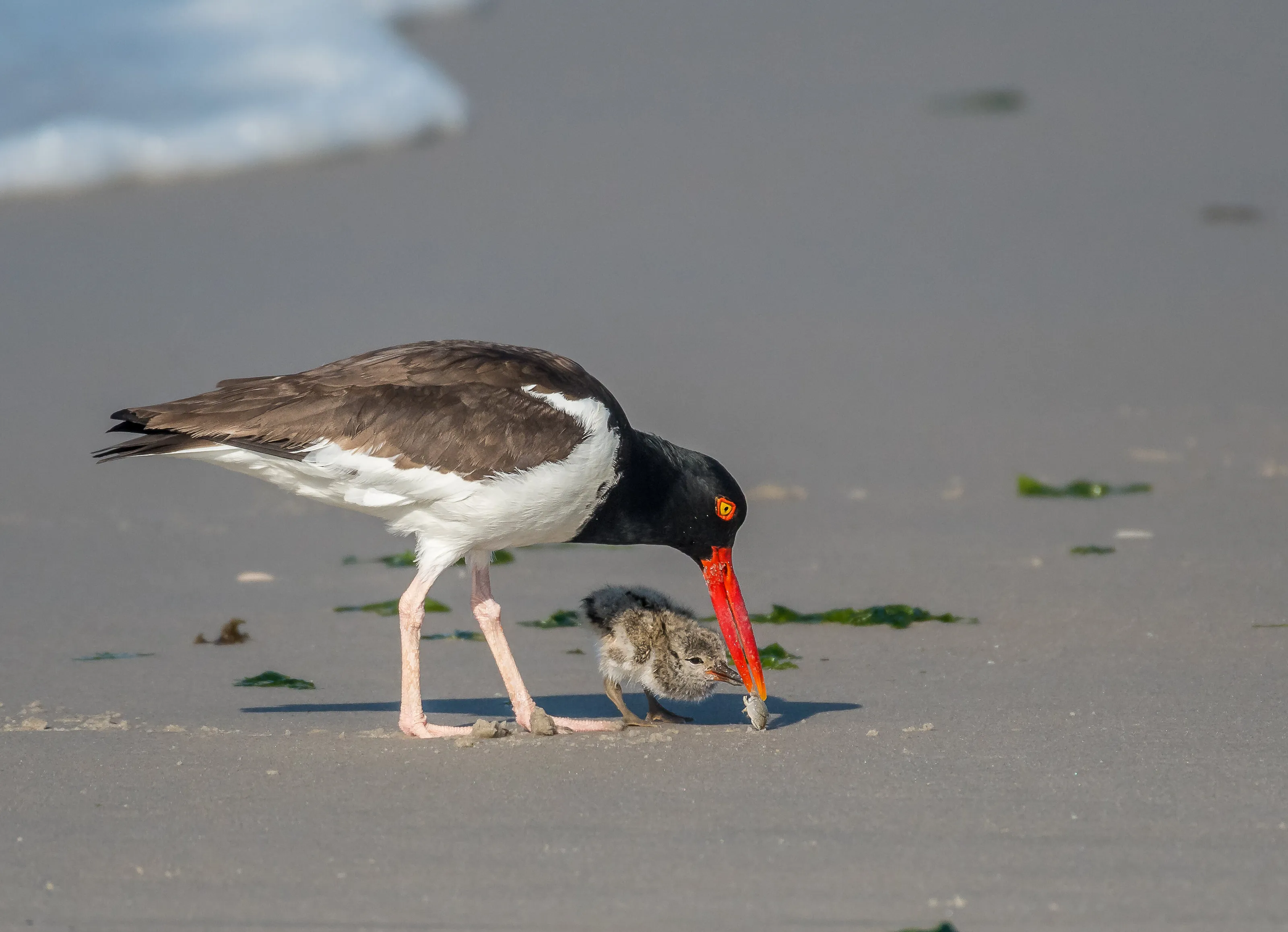 American osytercatcher with chick