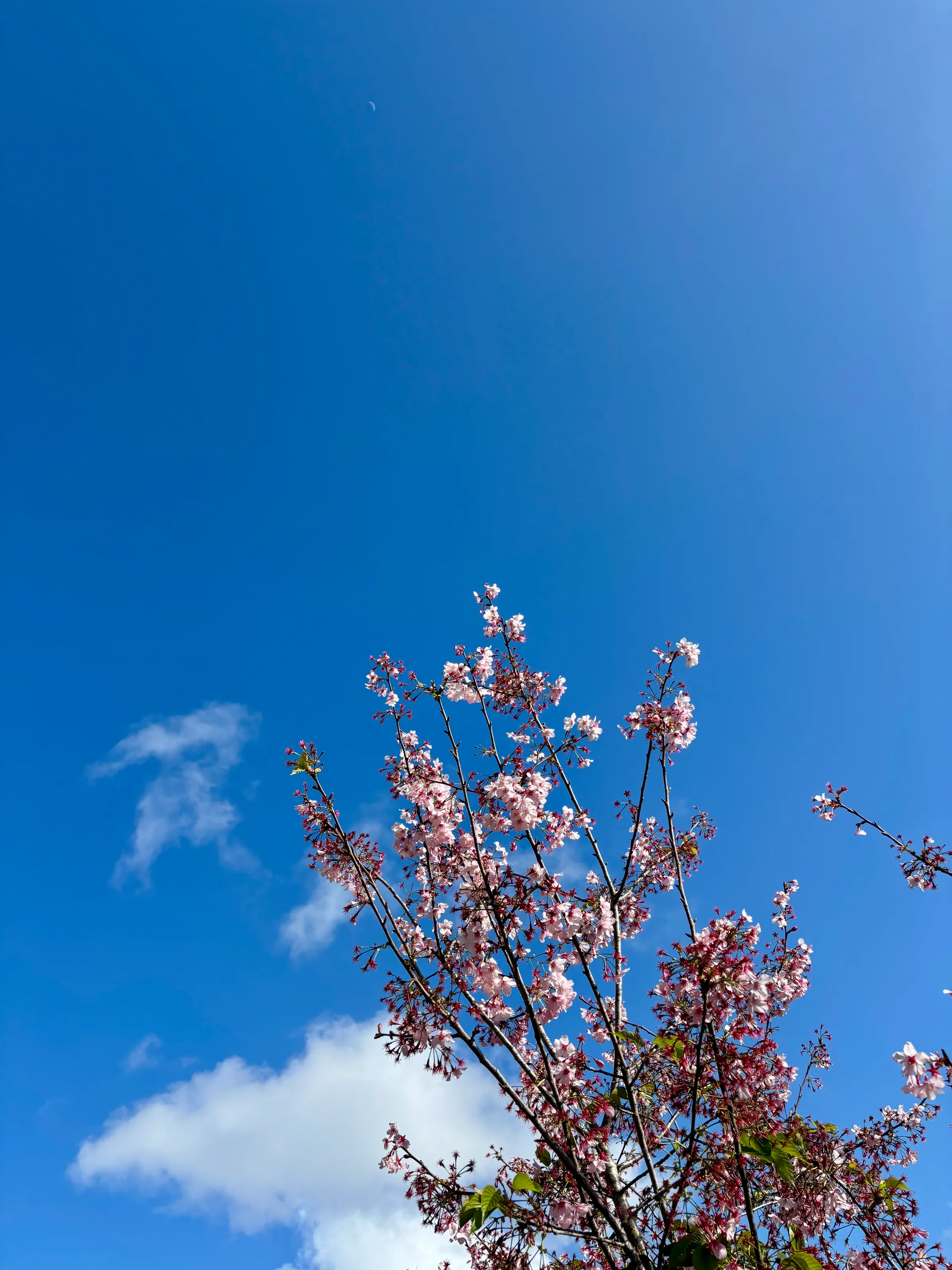 Budding Blooms