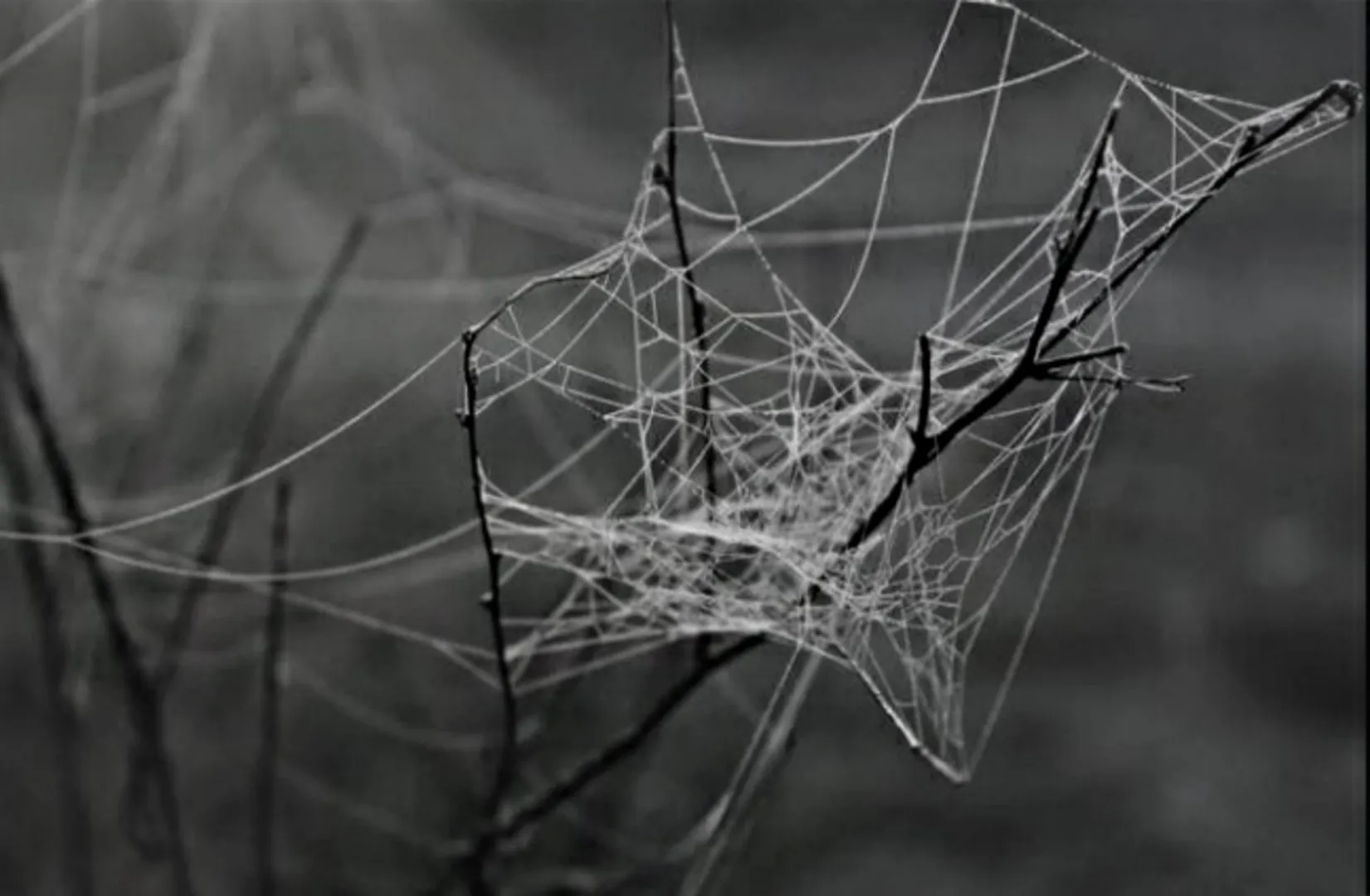 Morning Spiderweb