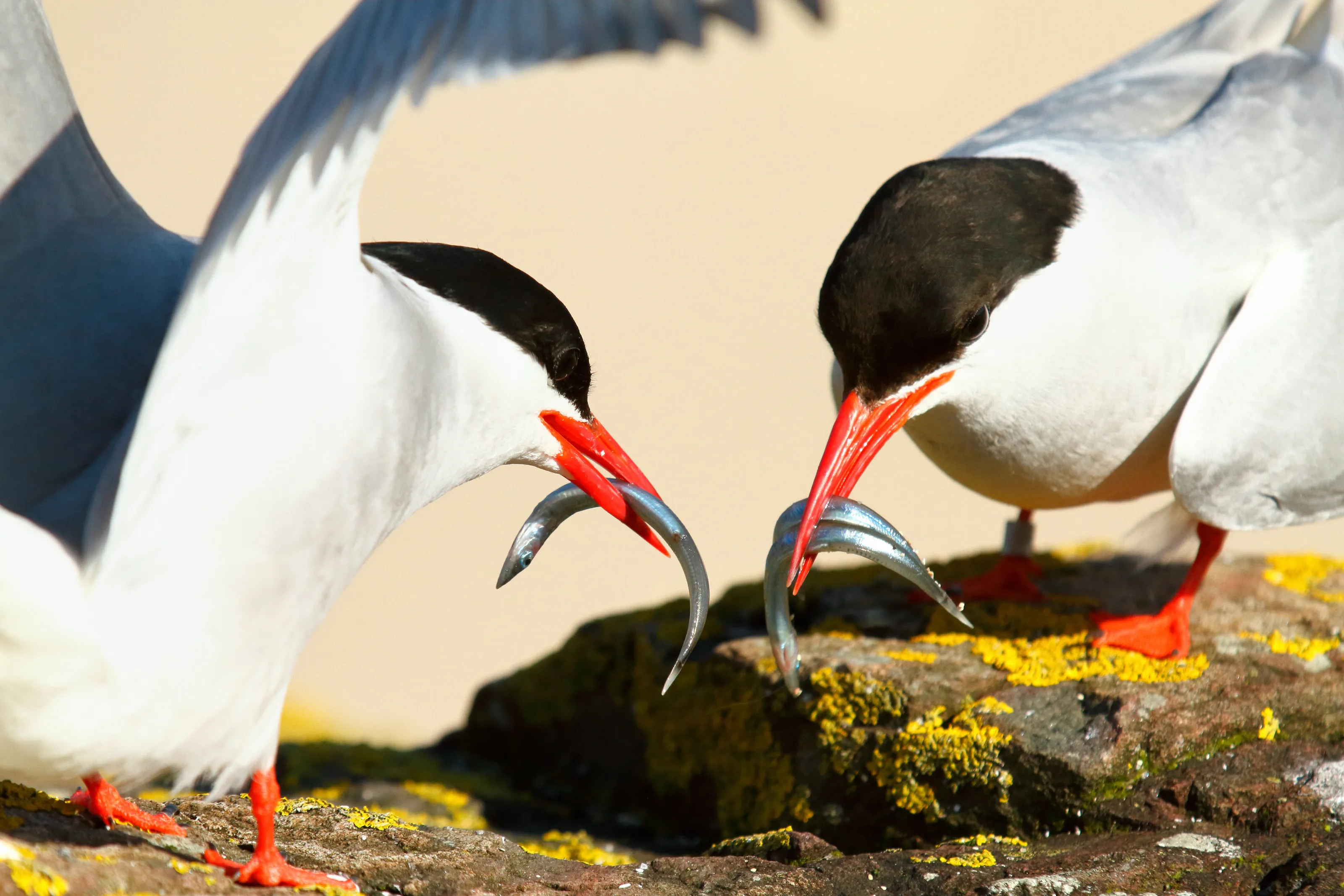 Sharing Fish and Life