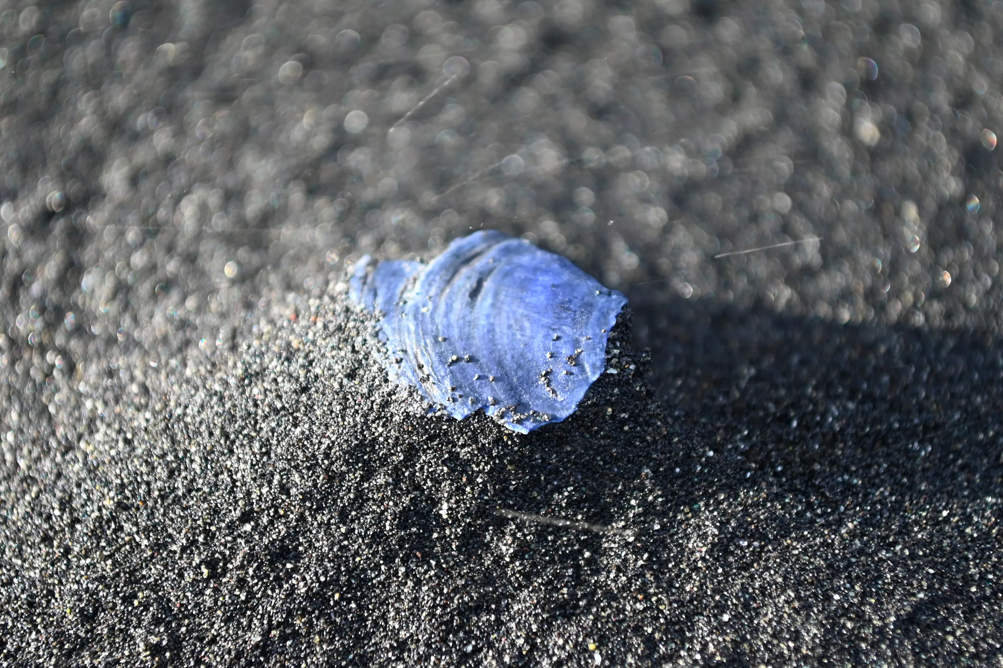 The little shell