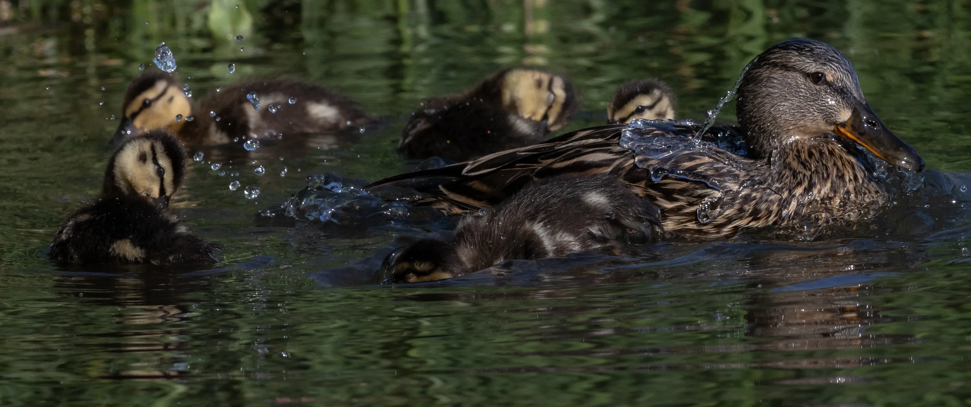 Animal Families (not humans)