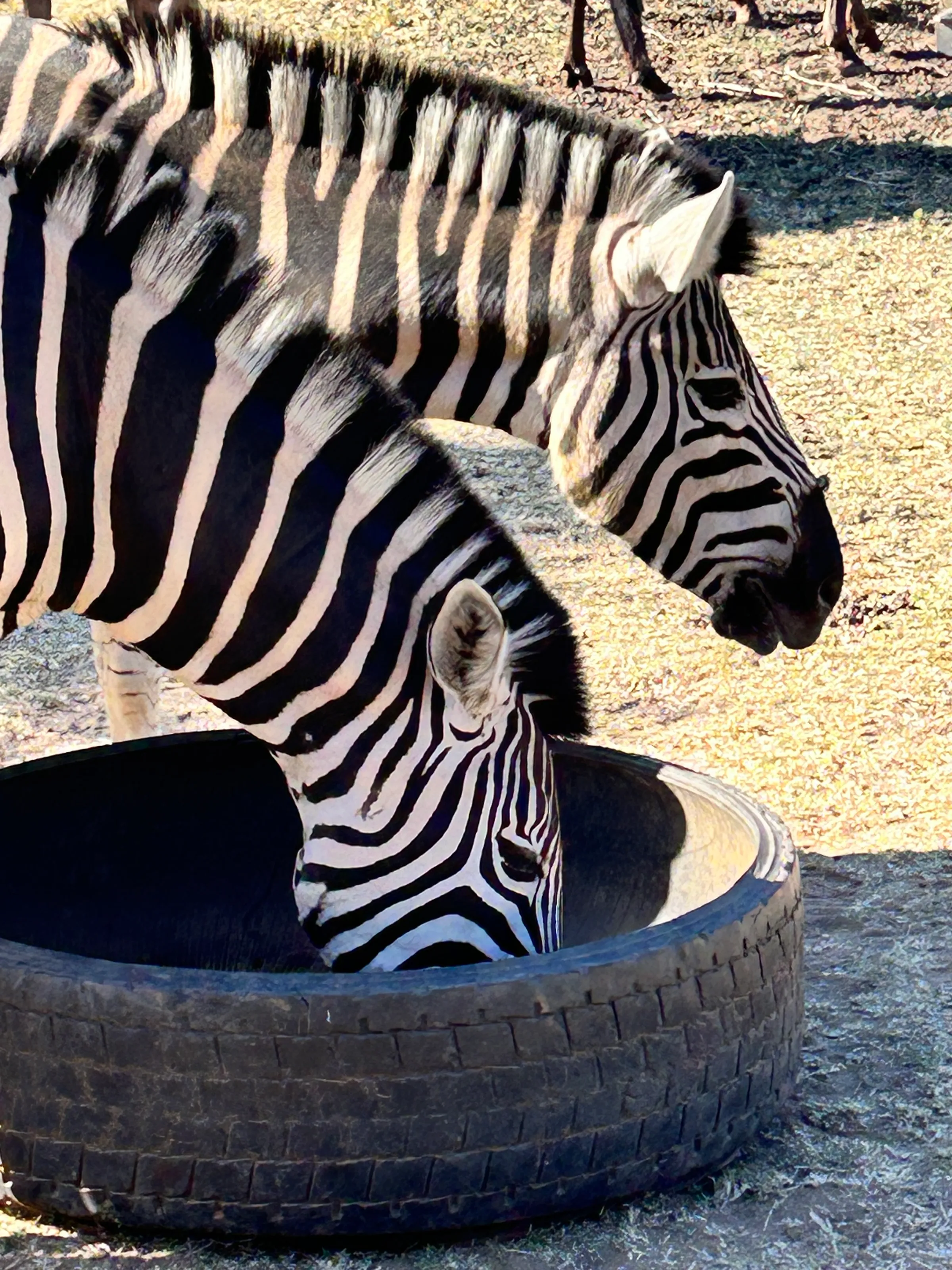 Zebras eating