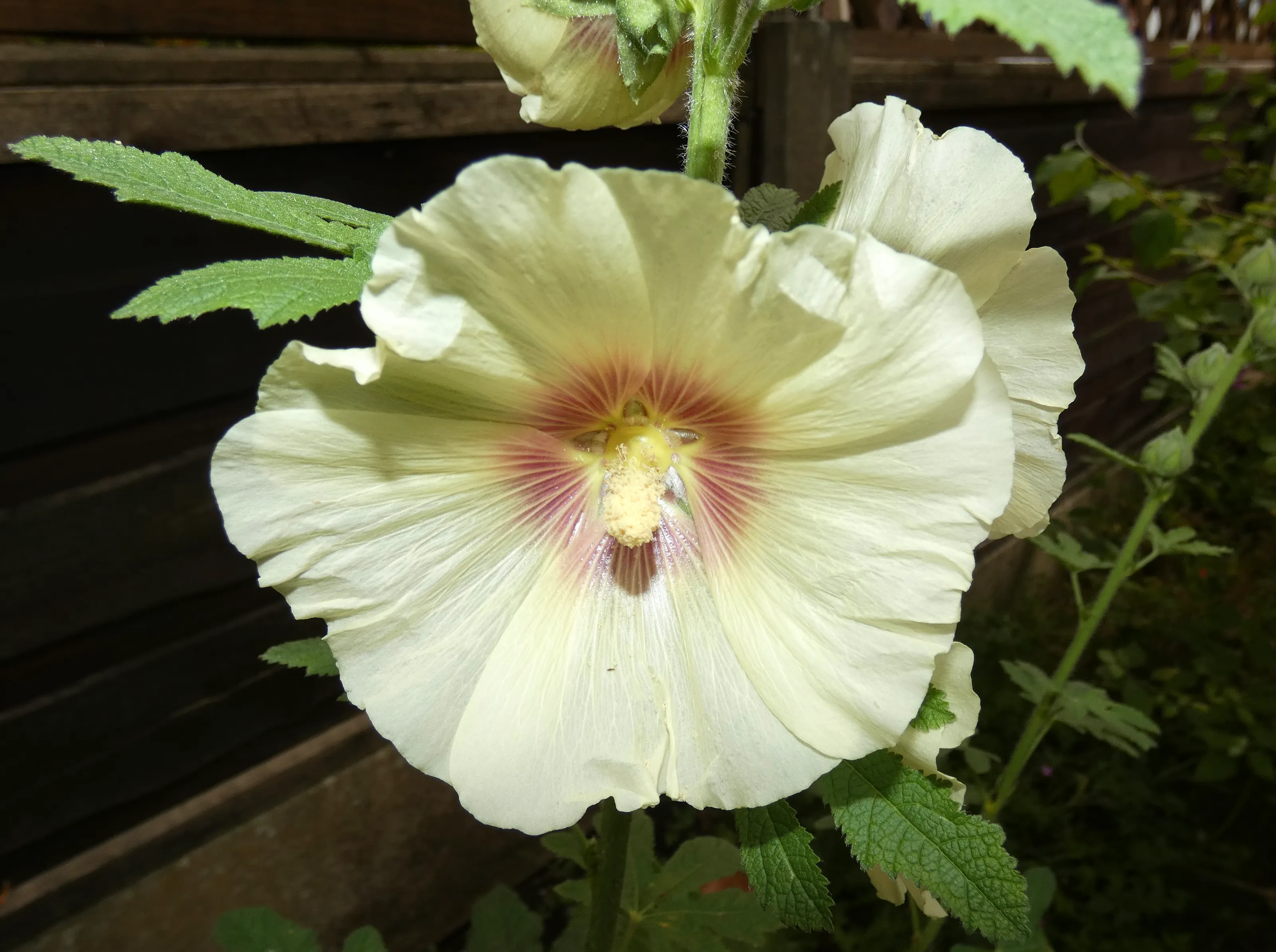 Hollyhocks (in colour)