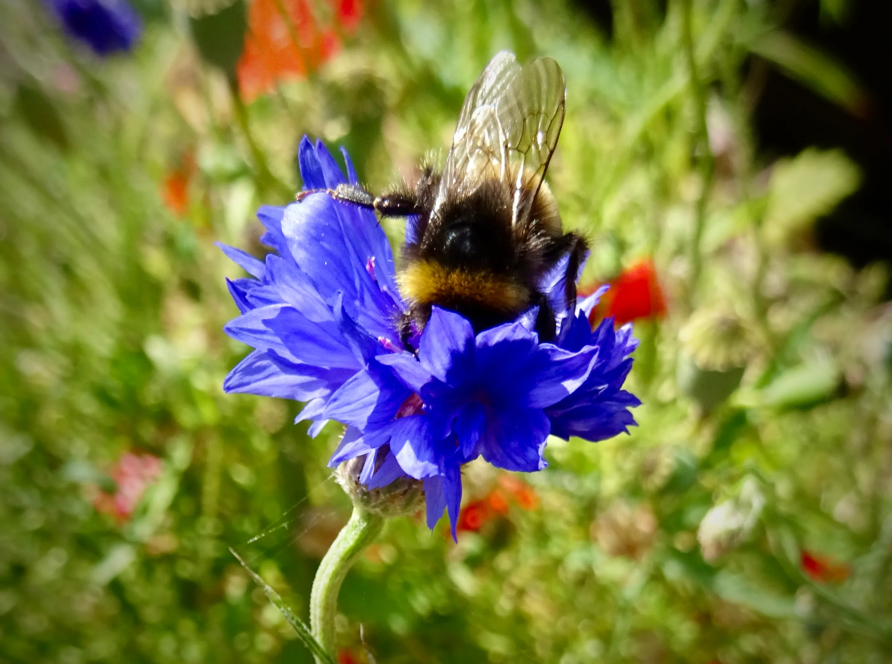 Cornflowers Growing Outdoors (in colour)