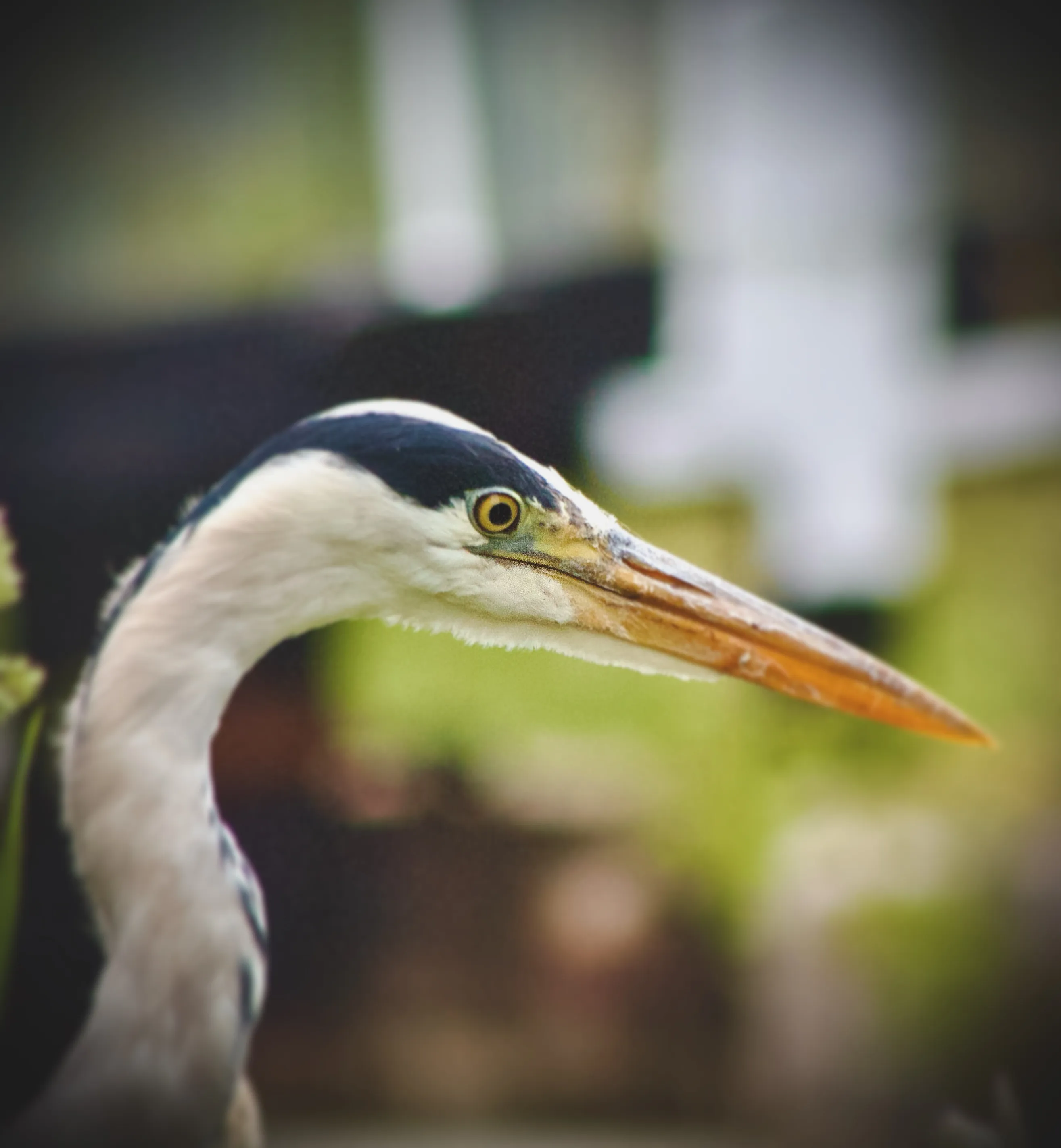 Happy Heron