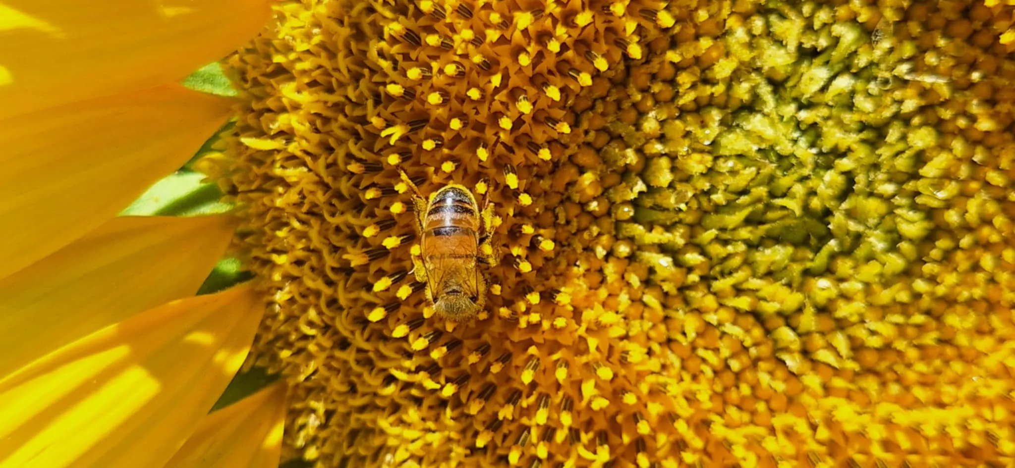 Bee in a field of sunflowers
