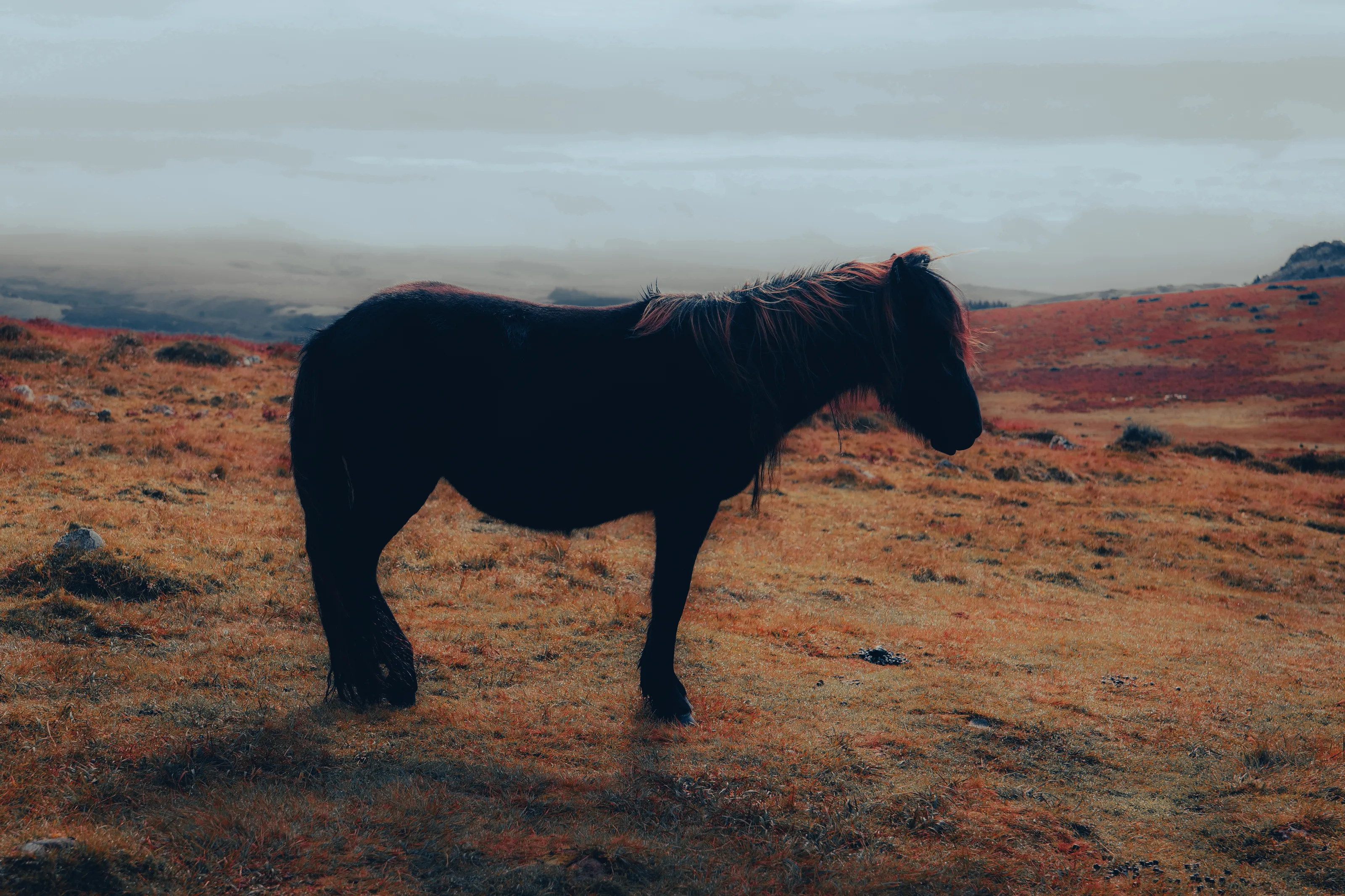 Roos Tor Dartmoor Pony