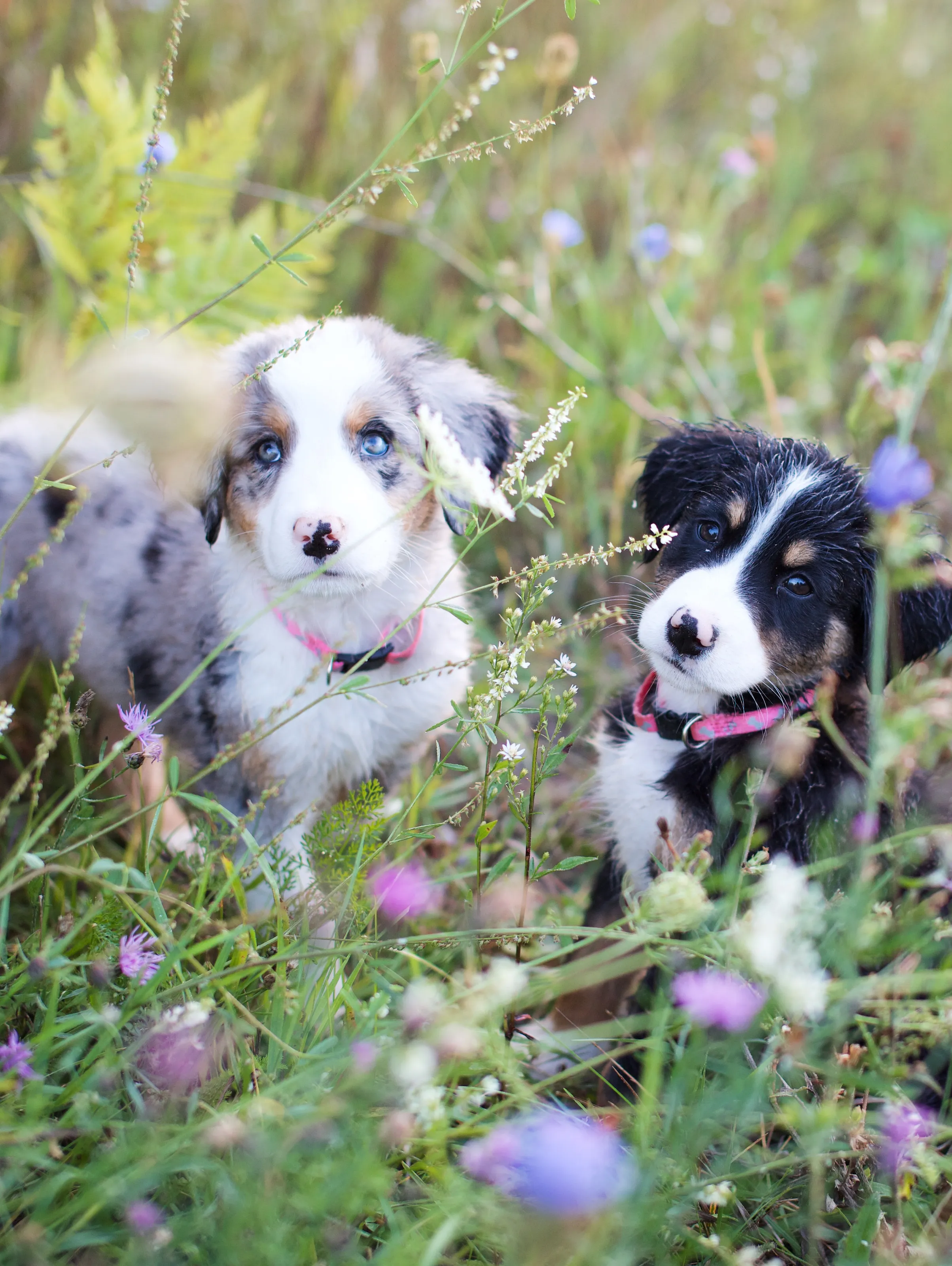 The Magic of Puppyhood