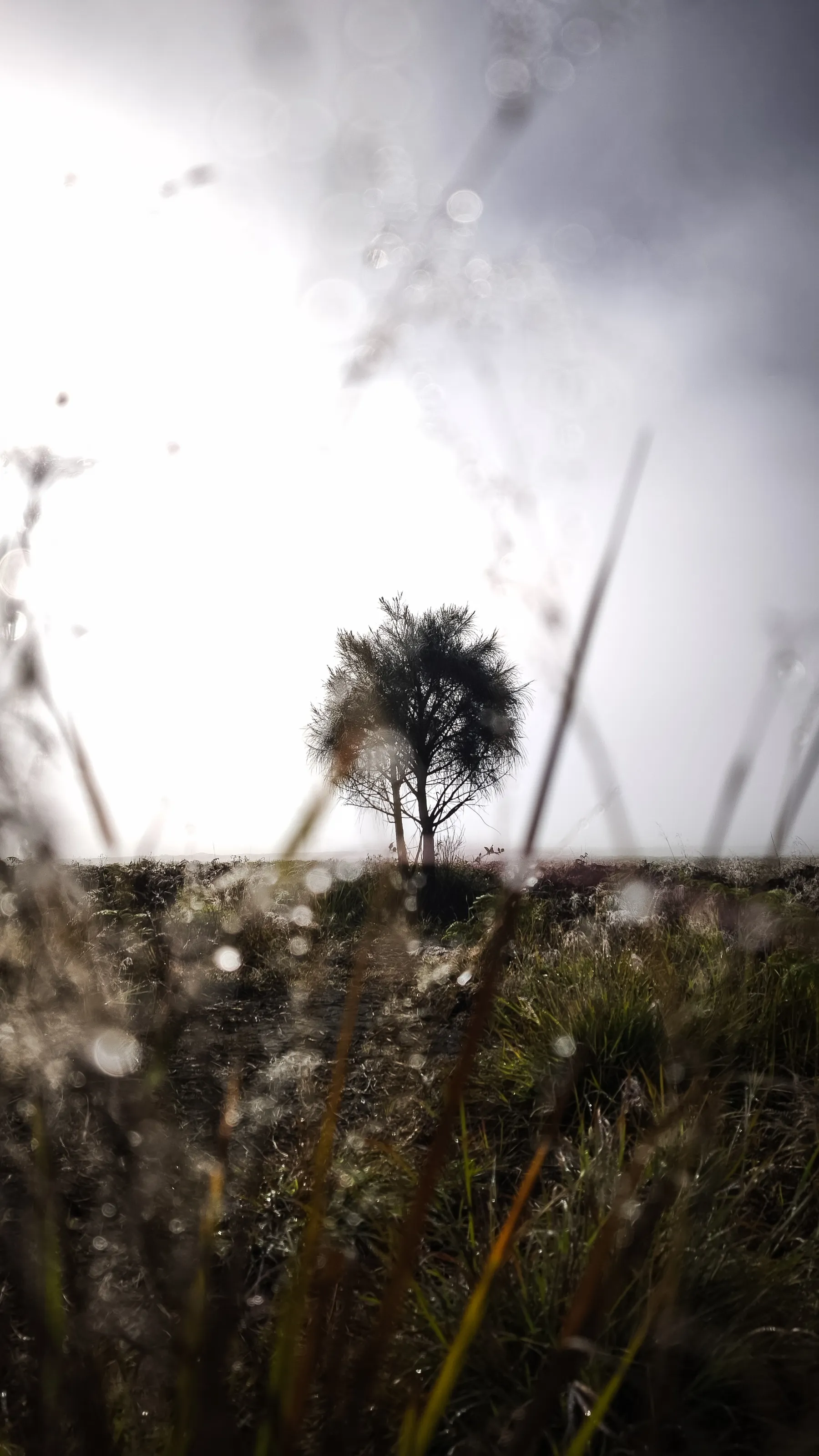 Solitary Witness