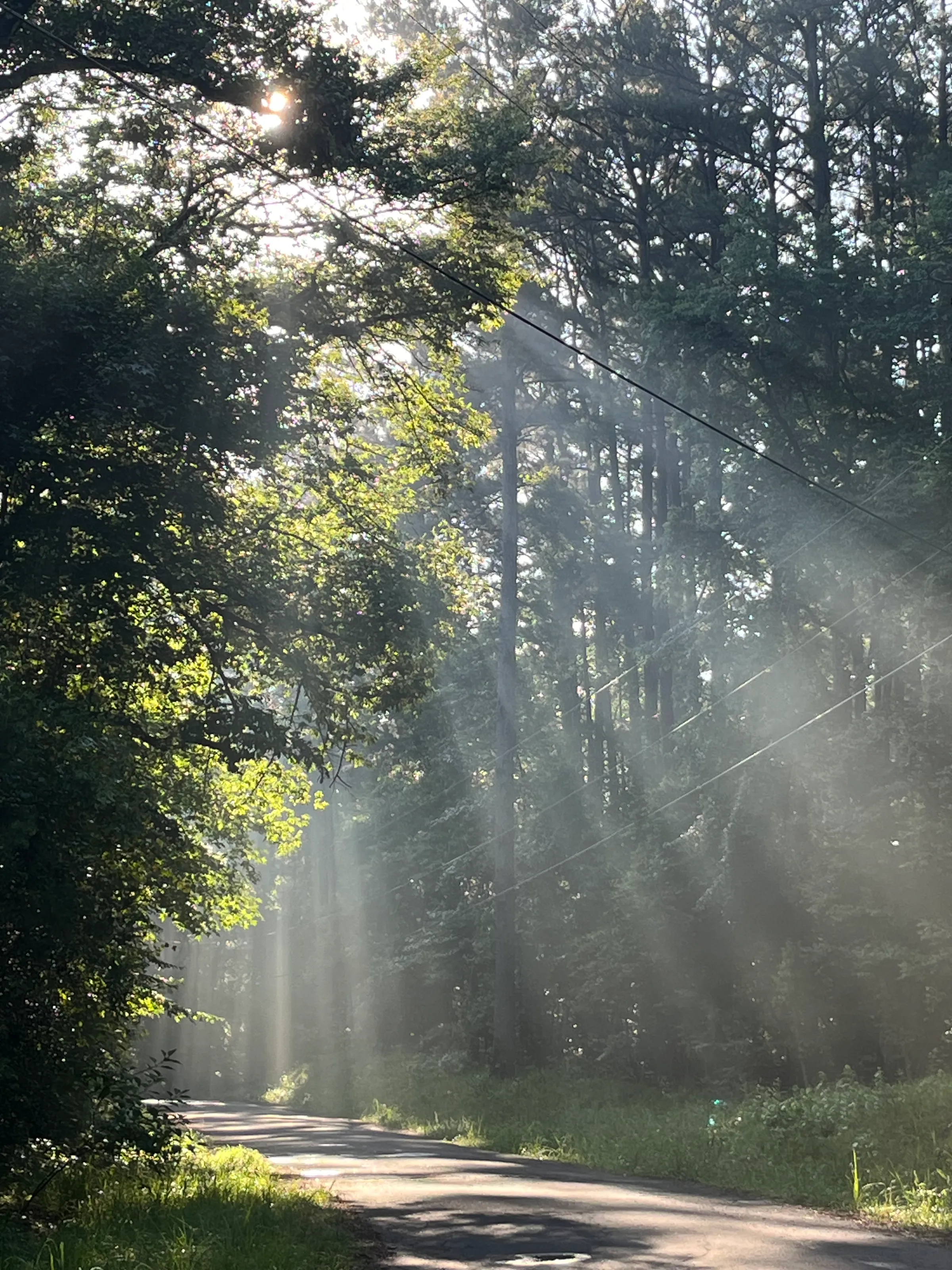 “Morning Rays”