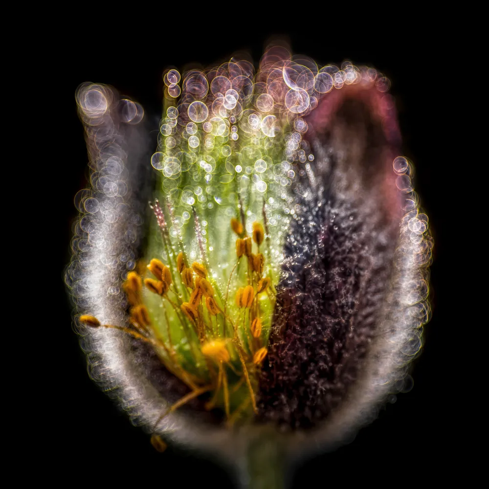 The Little Universe
