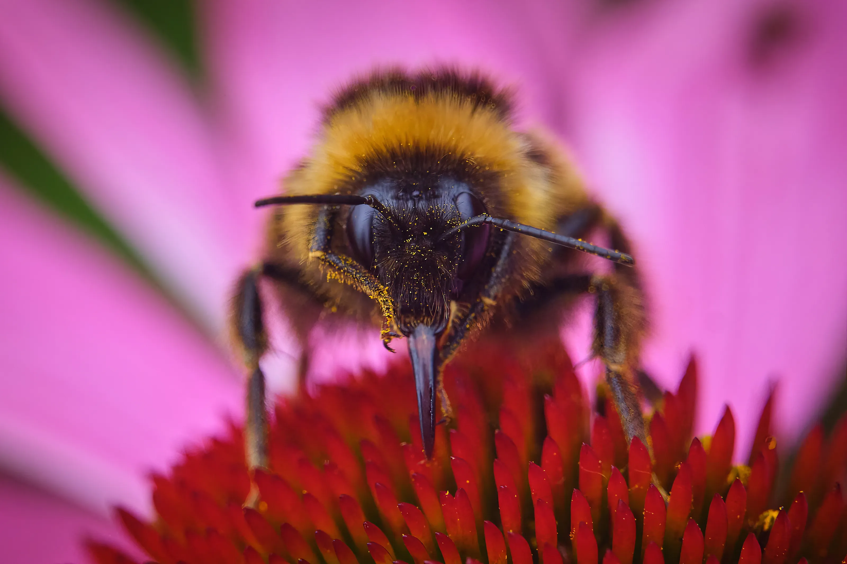 Drunk Bee after too much pollen