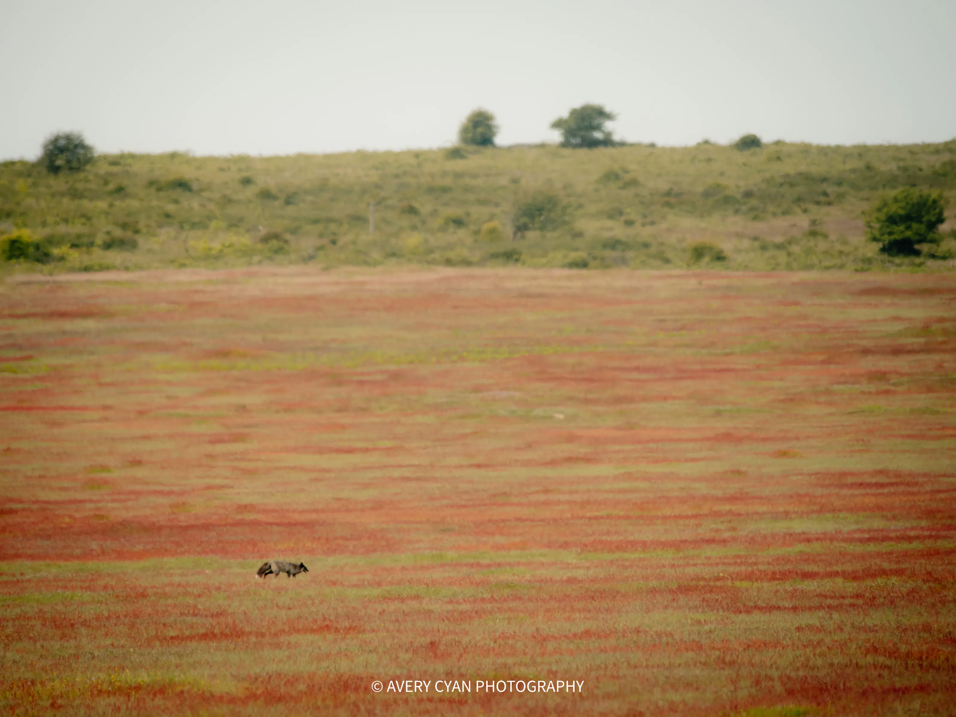 On the Prarie