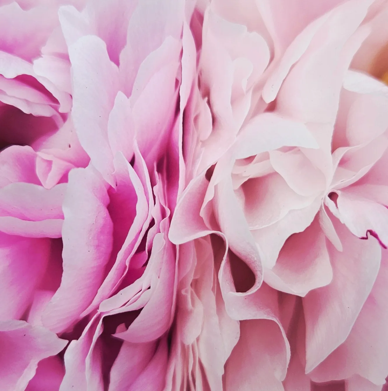 Two Tone Peonies