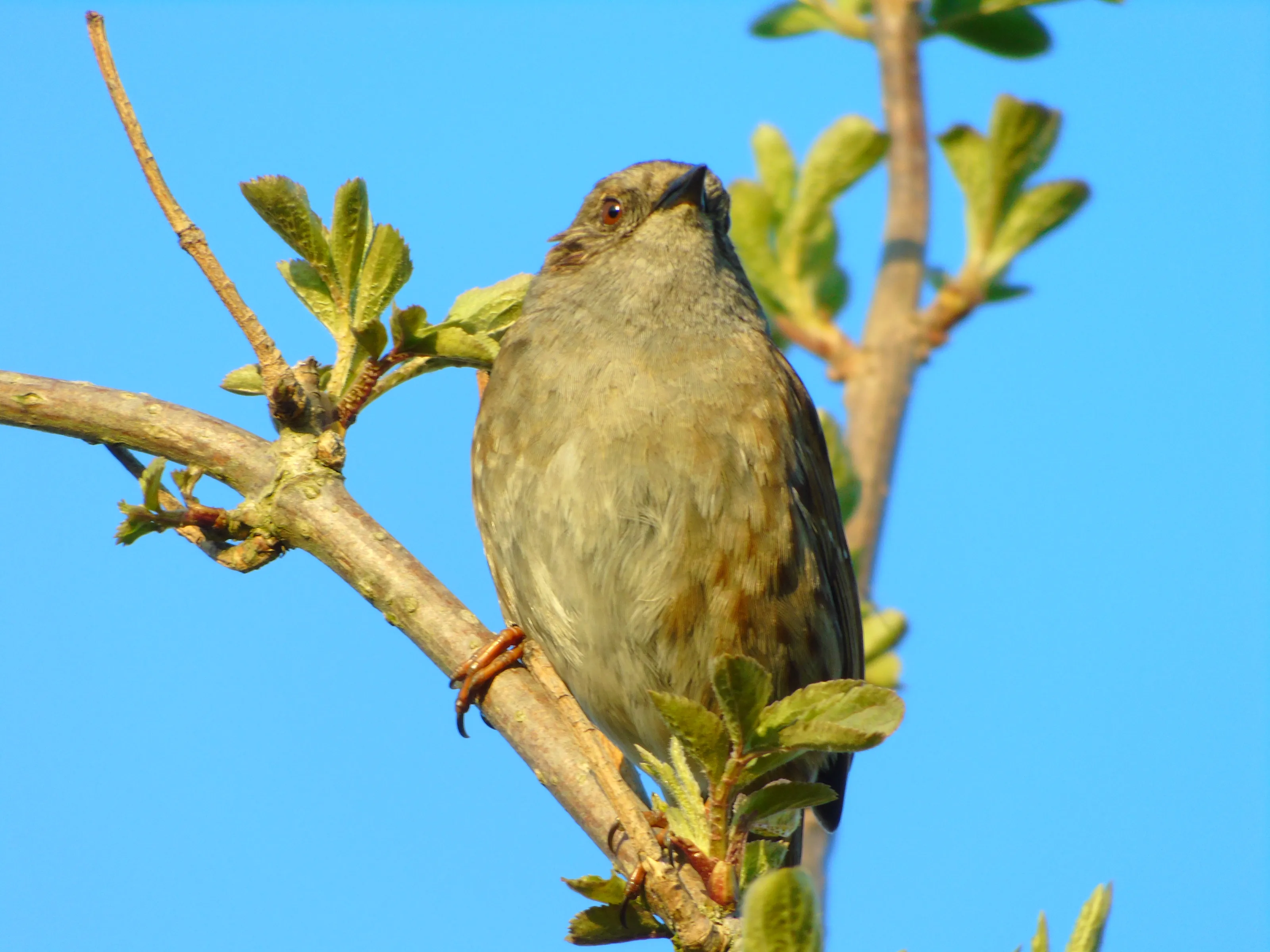 Bird basking