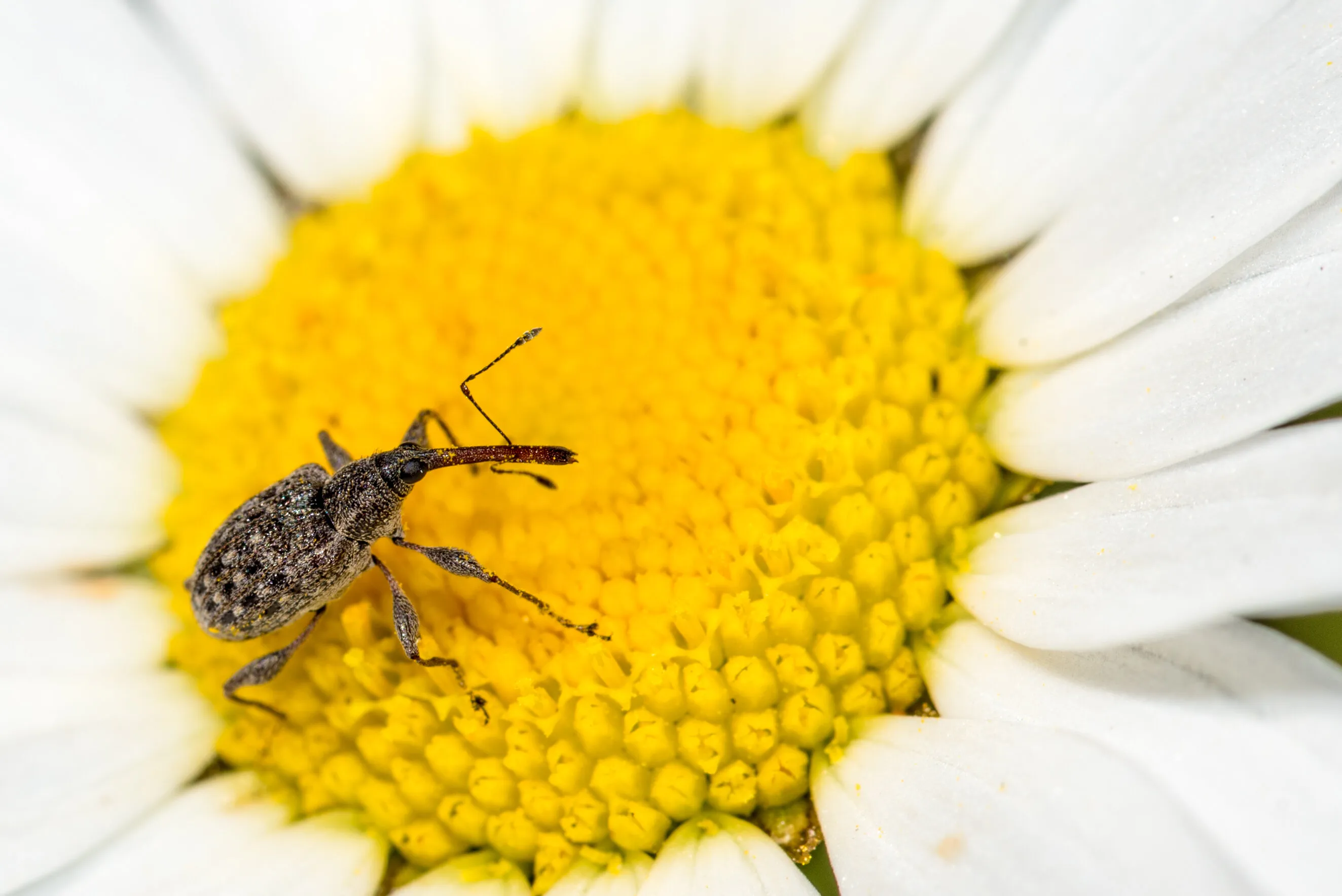 Weevil