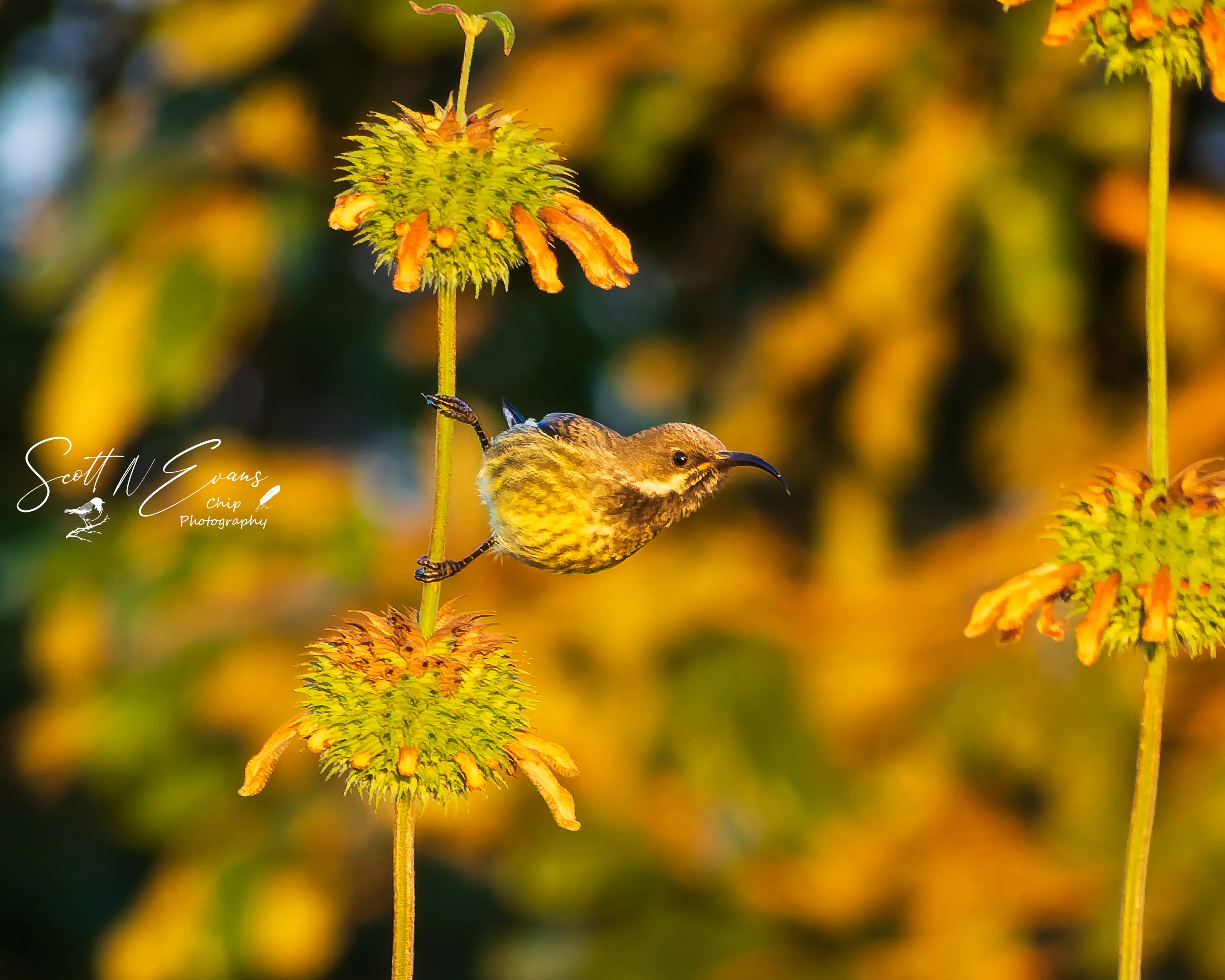 Variable Sunbird