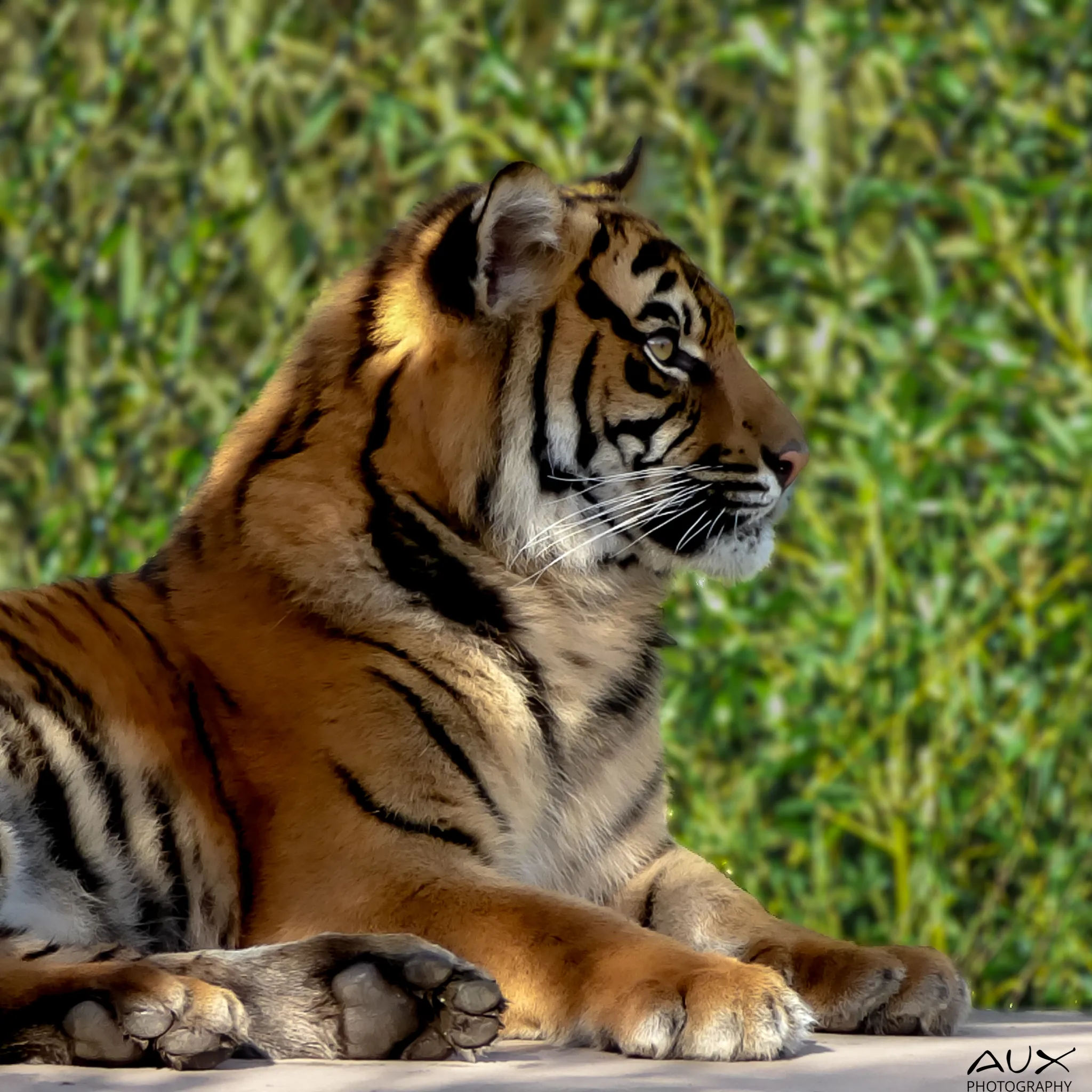 Resting tiger