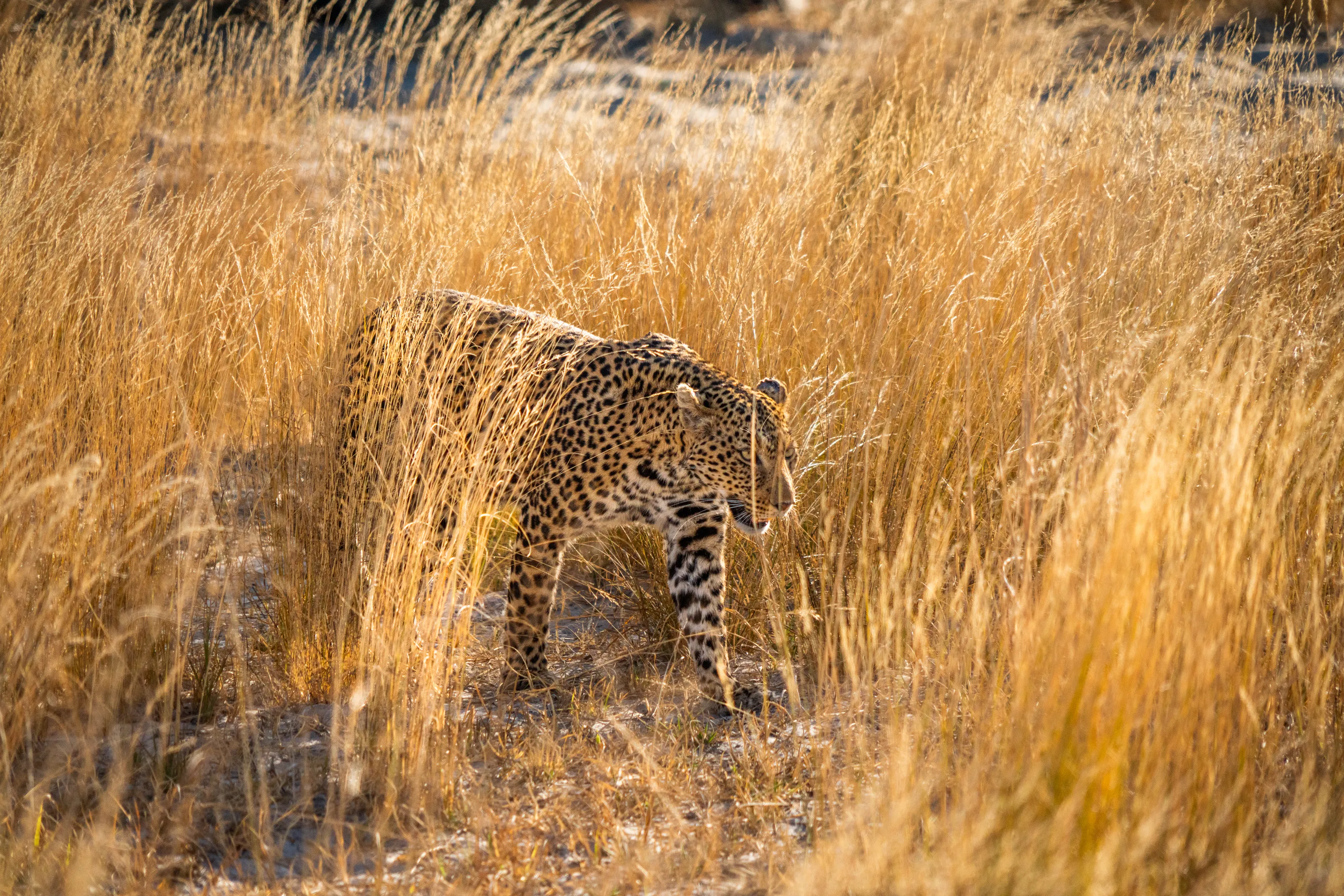 Botswana Leopard