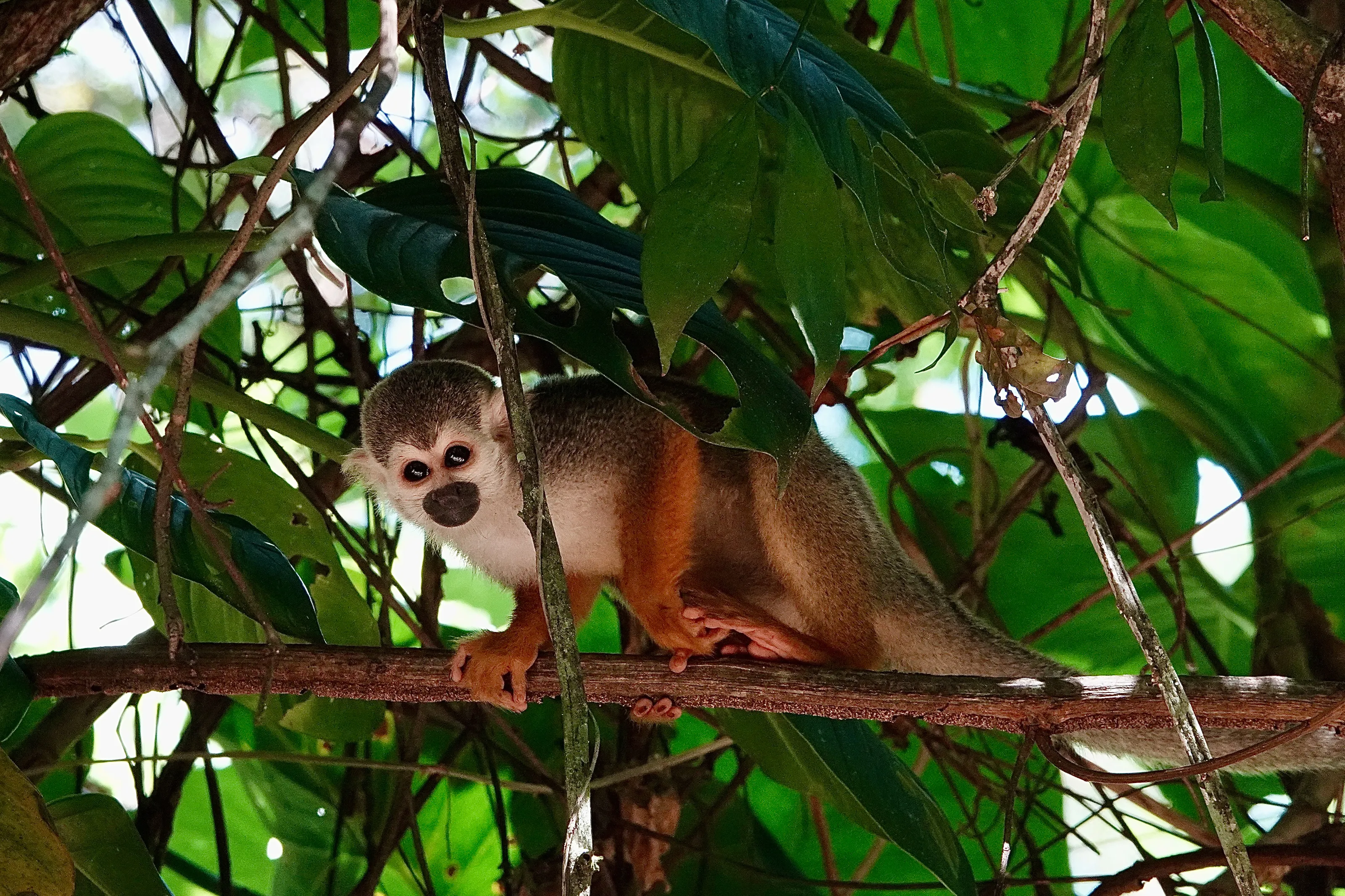 Monkey