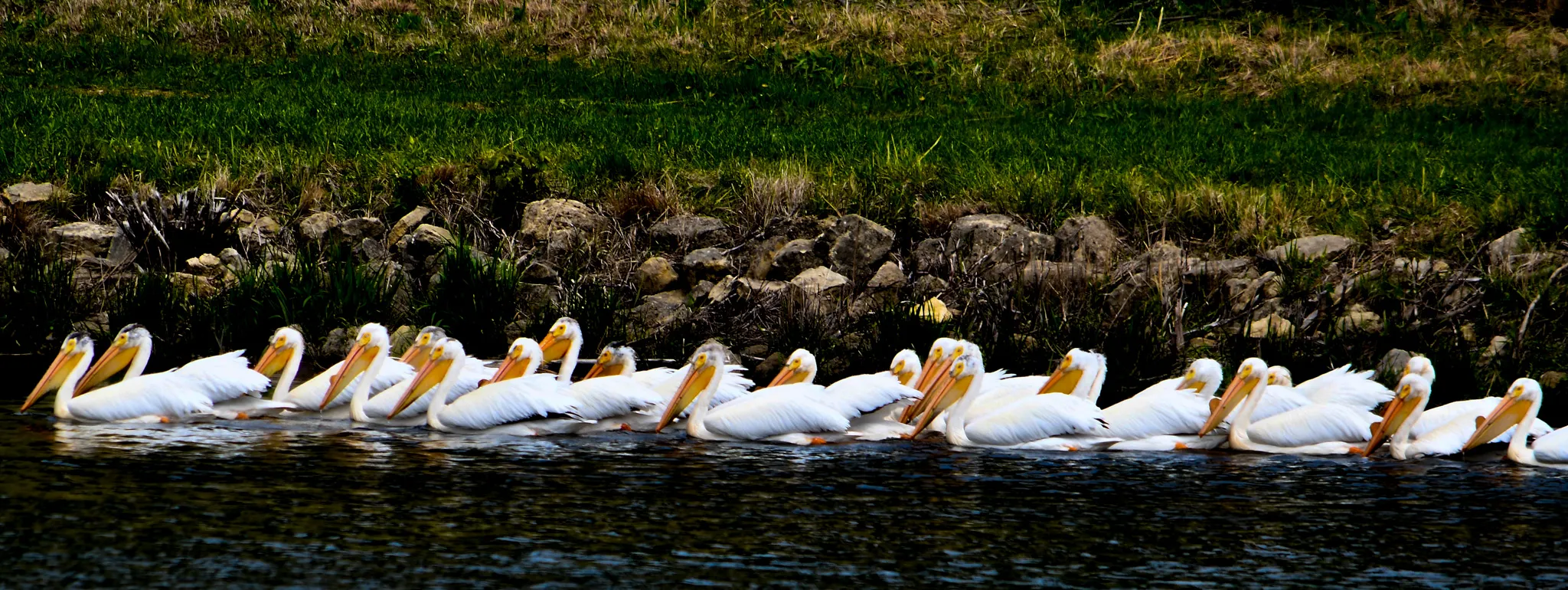 ...a pod, a pouch, a scoop, a squadron, or a brief of American White Pelicans