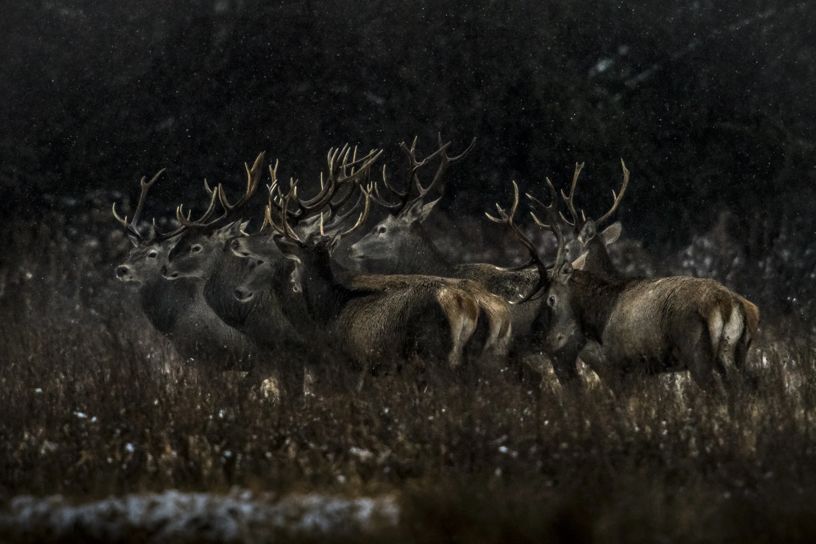 Red deer gang