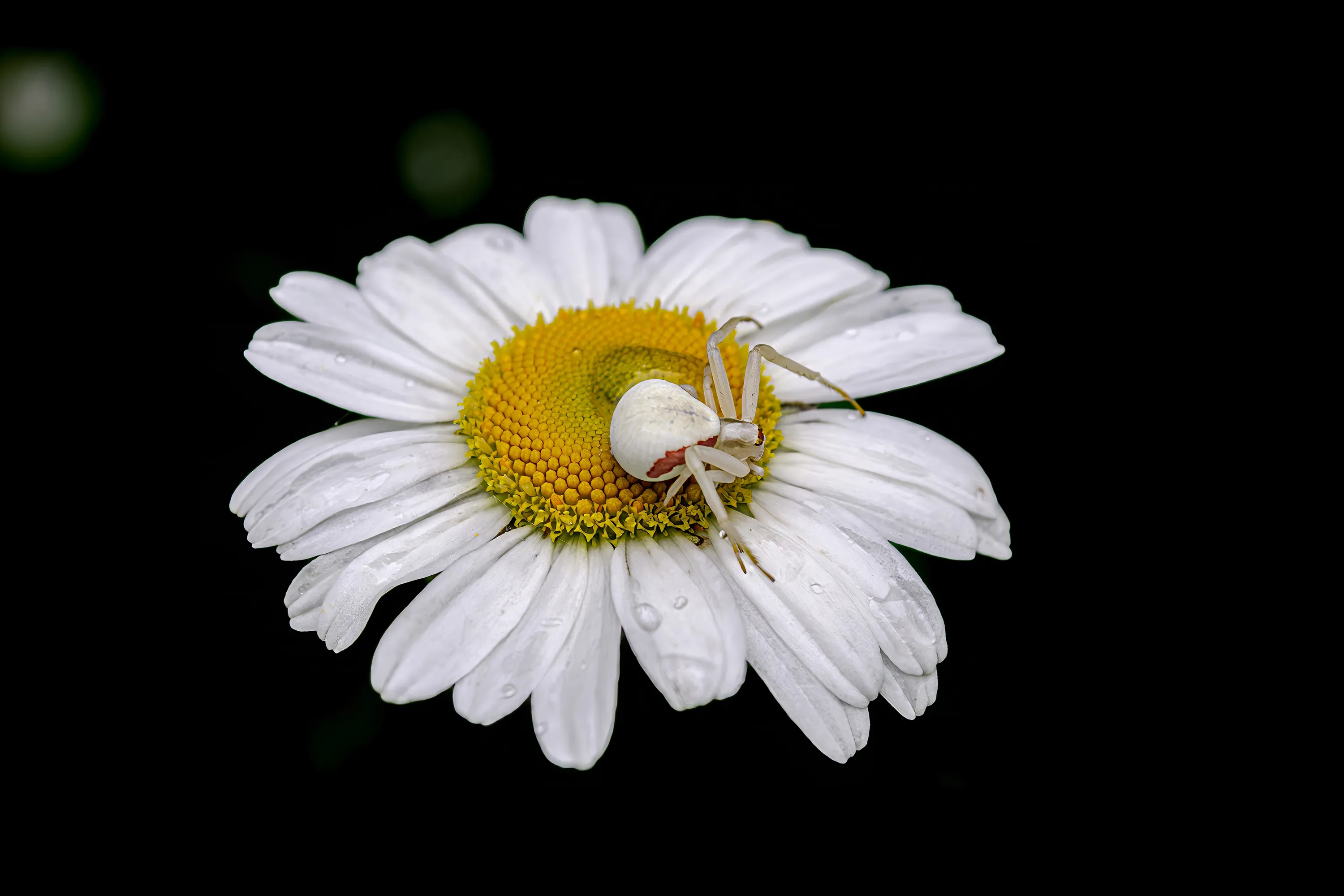 Stillness with Intent