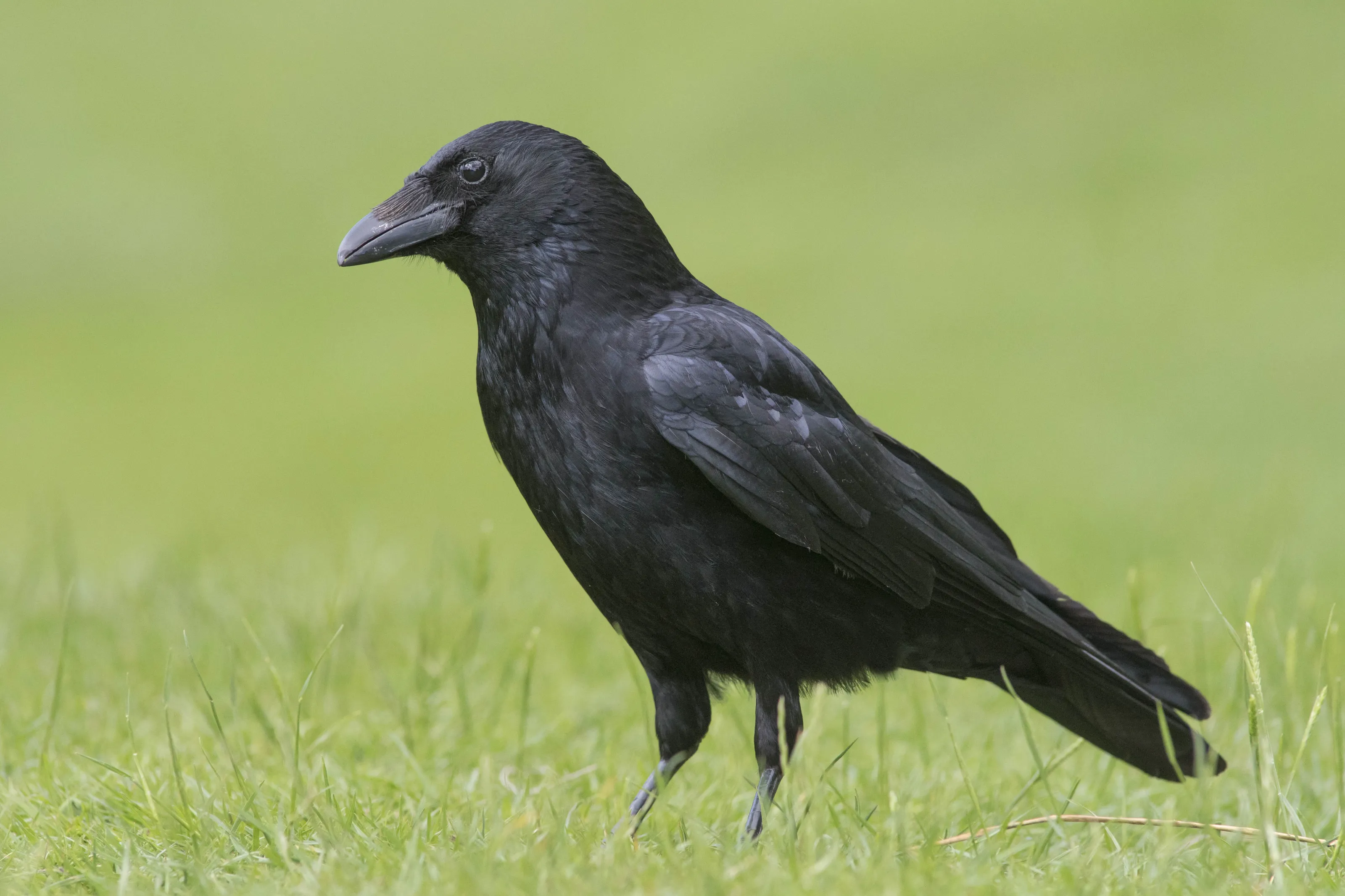 Crafty Crow
