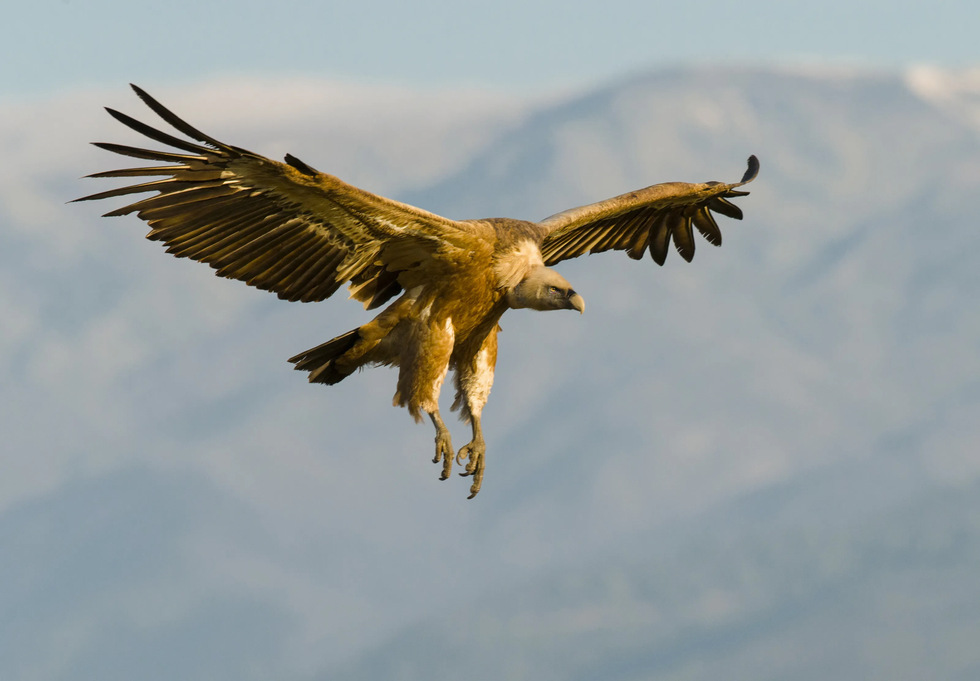 Griffon Vulture in the Gredos Mountains