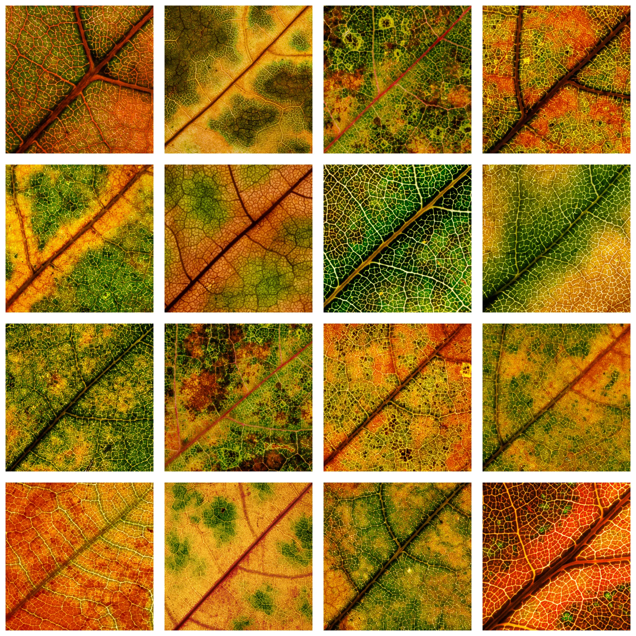 Change is a process: an organic typology