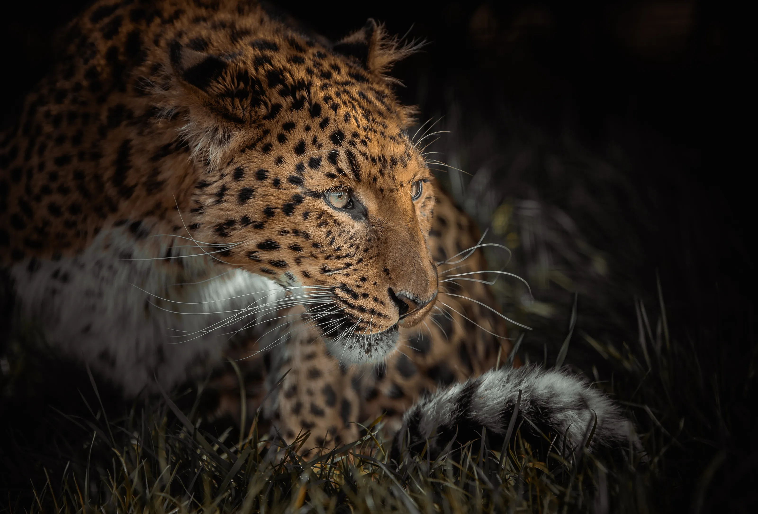 Amur Leopard