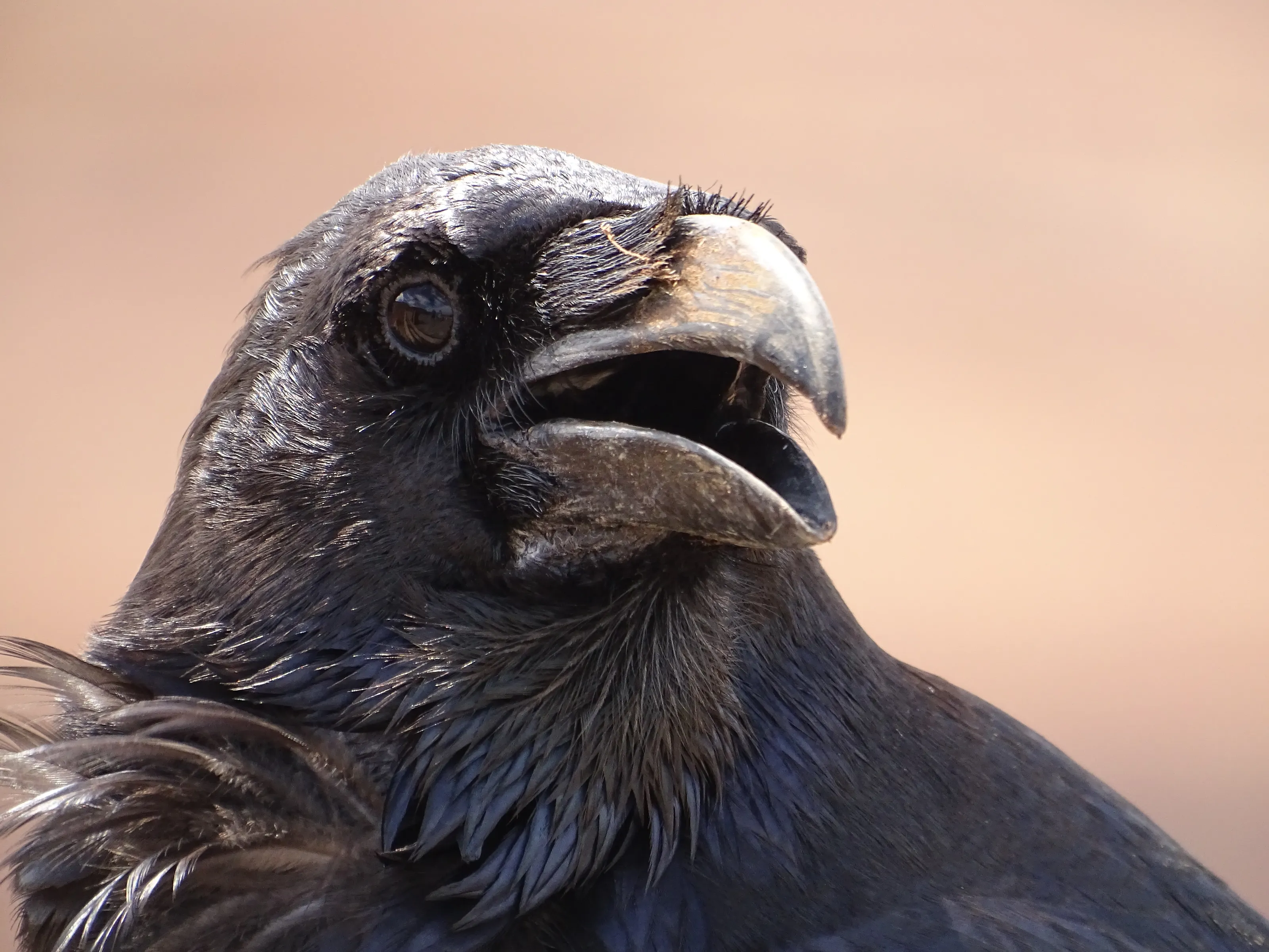 Wild Animals Close-Up (in colour)