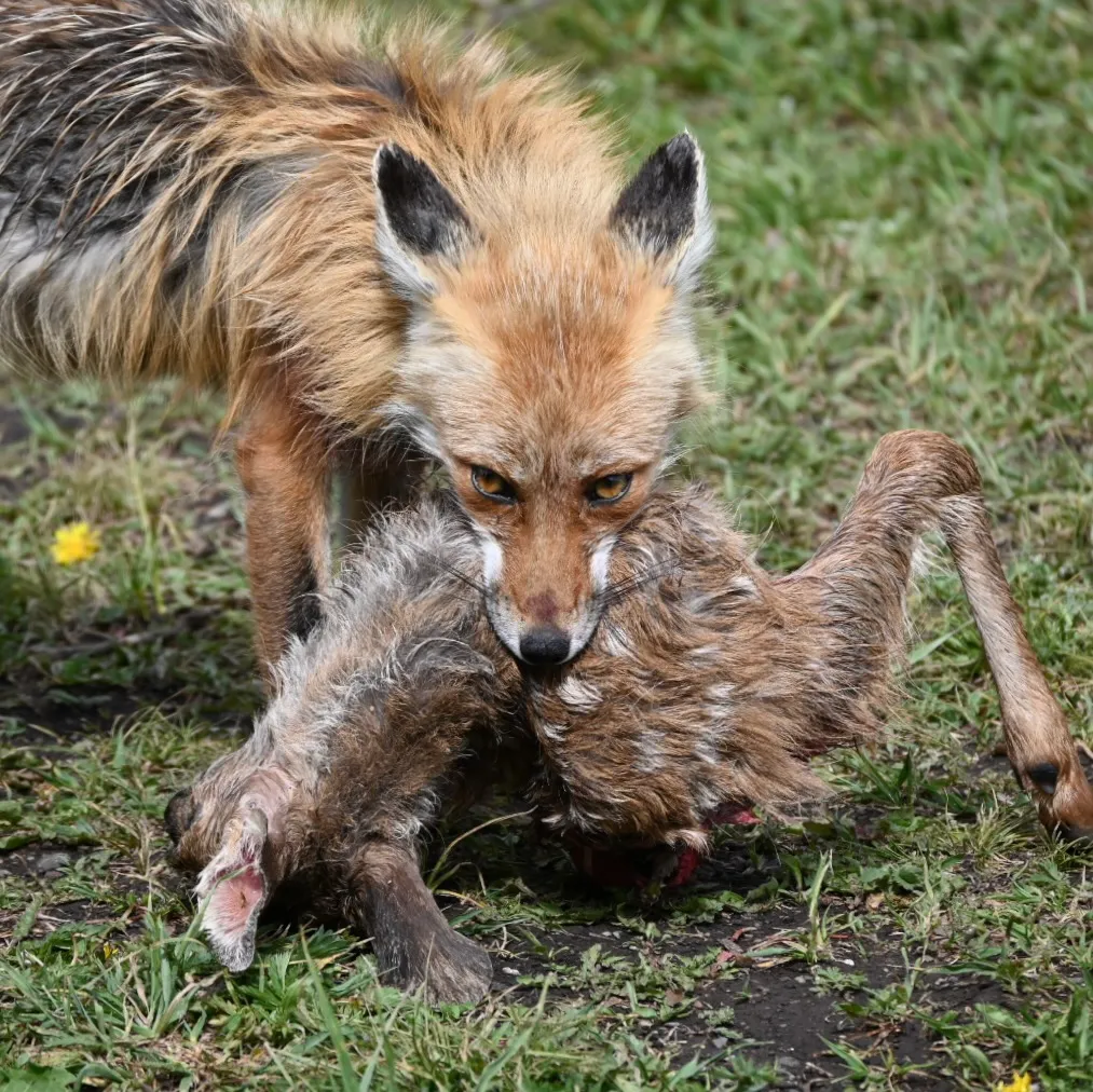 Fox with prey, intense stare