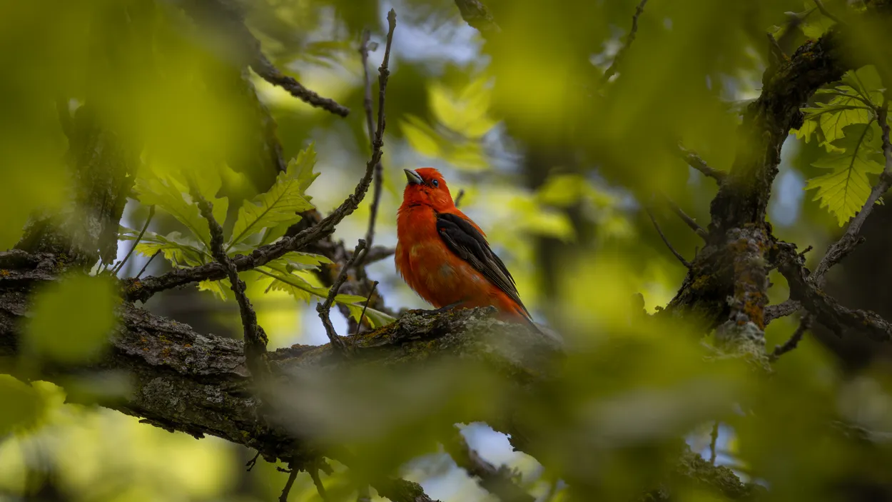Entry 24684486