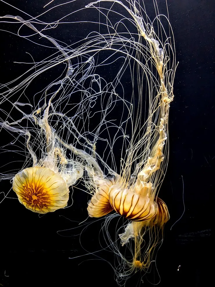 Jelly Fish