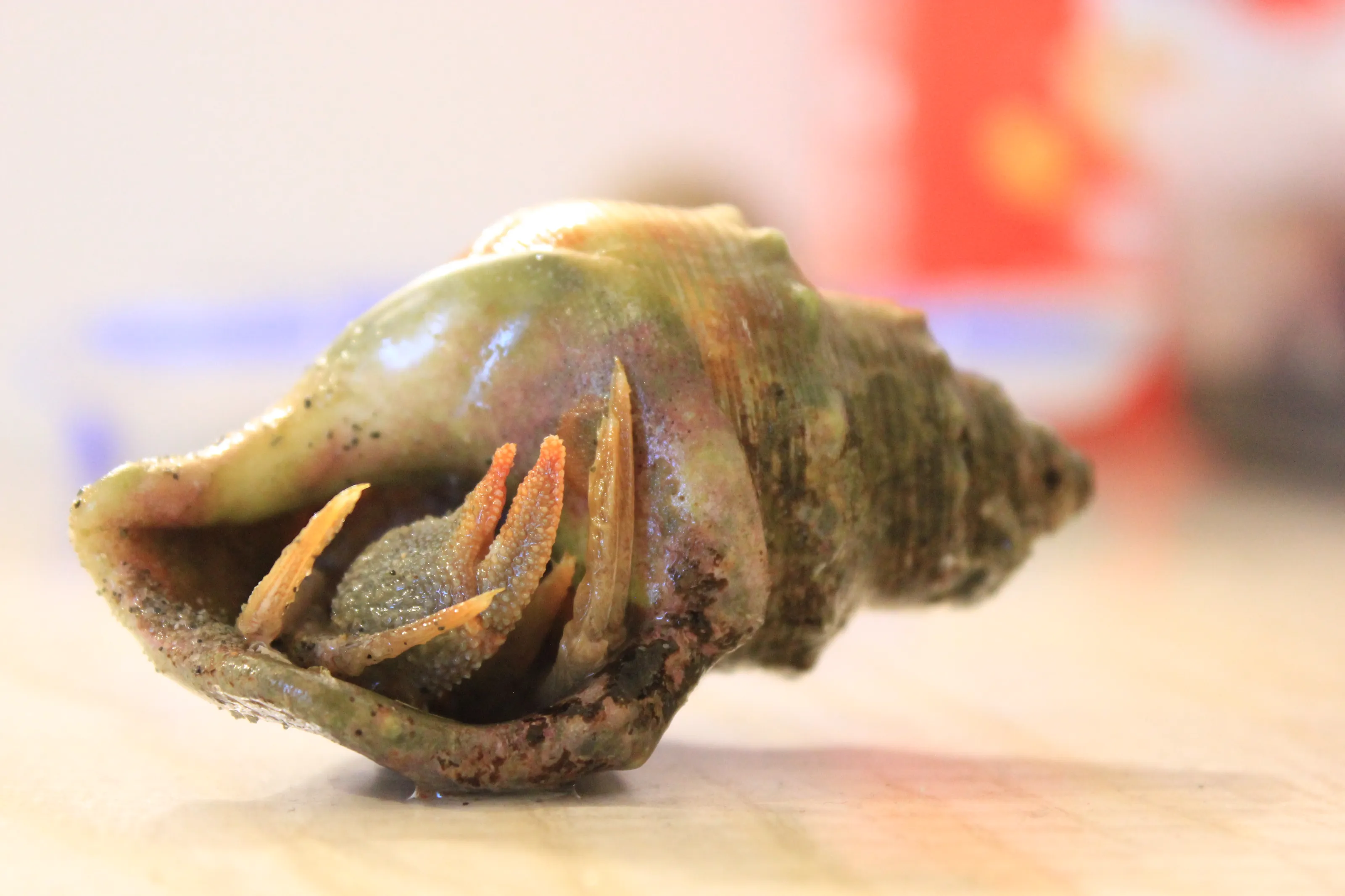 Hermit Crab