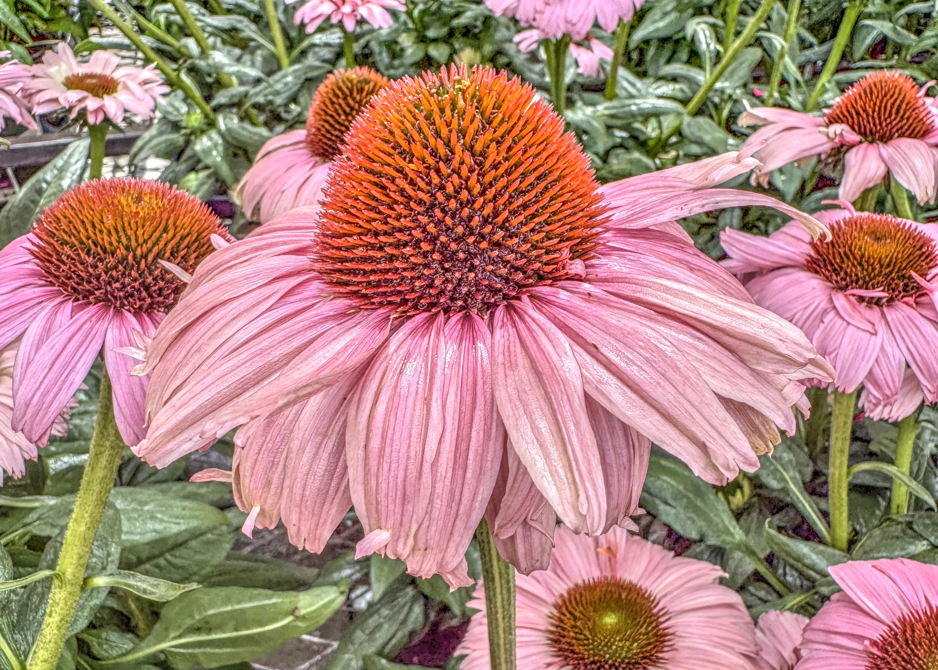 Coneflowers