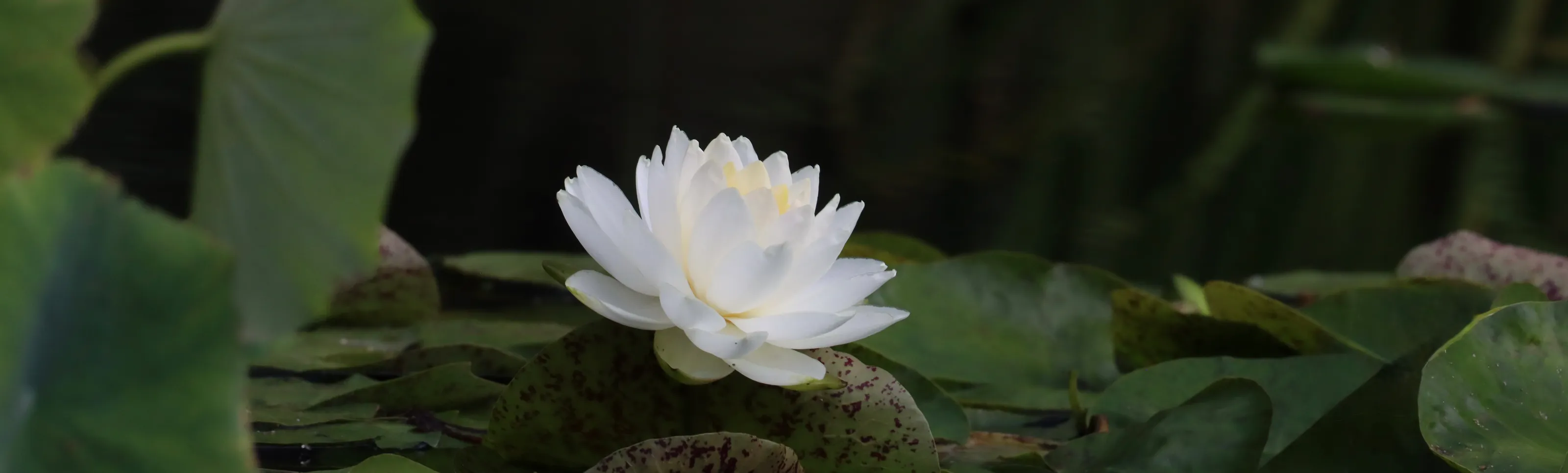 Water Lilies (in colour)